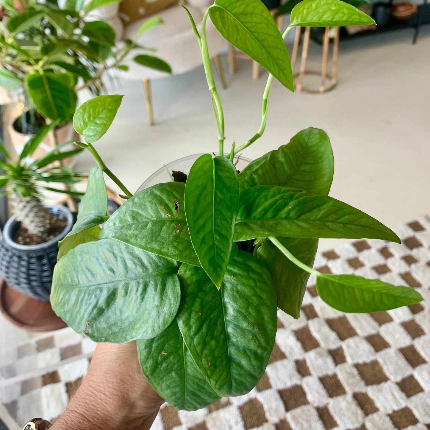 Cebu Blue Pothos