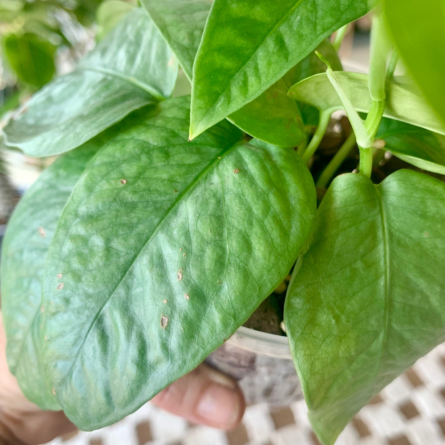Cebu Blue Pothos