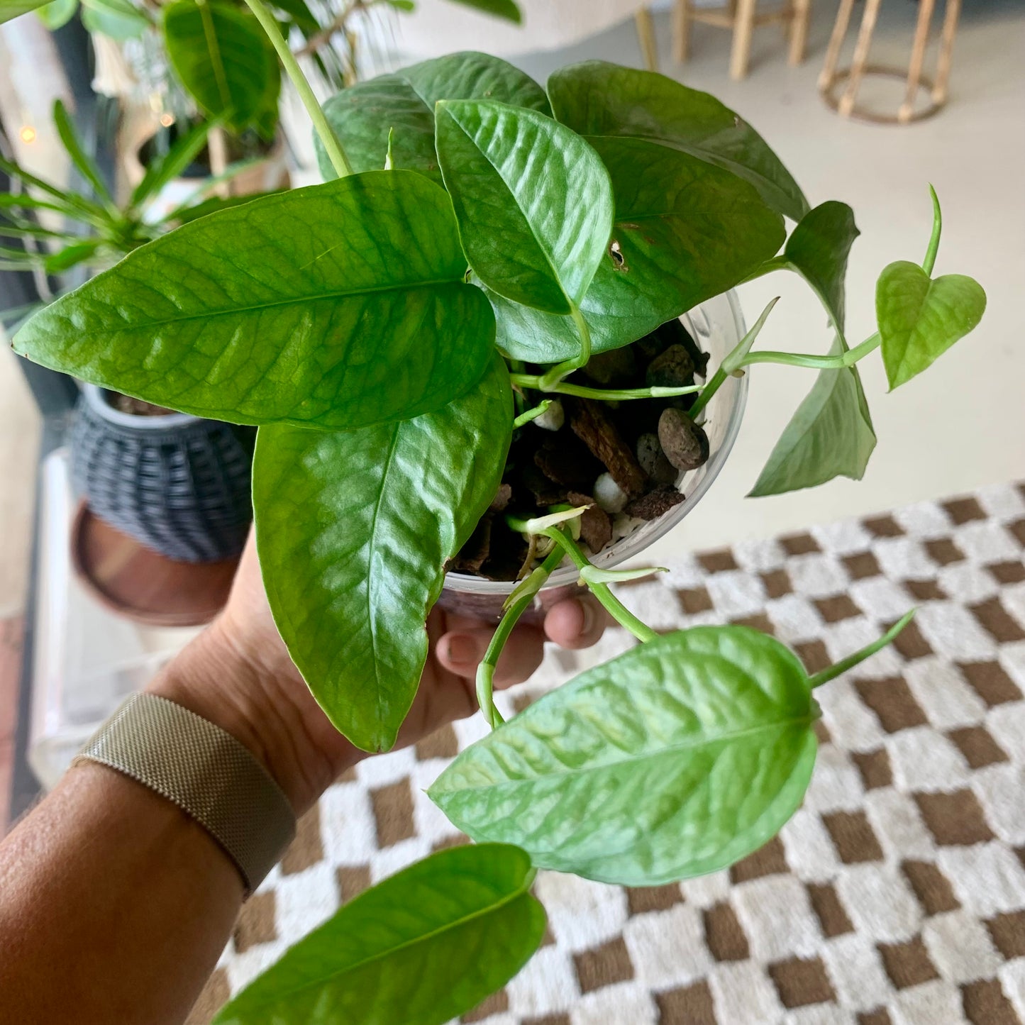 Cebu Blue Pothos