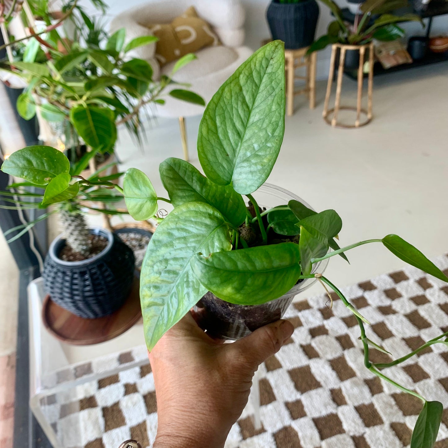 Cebu Blue Pothos