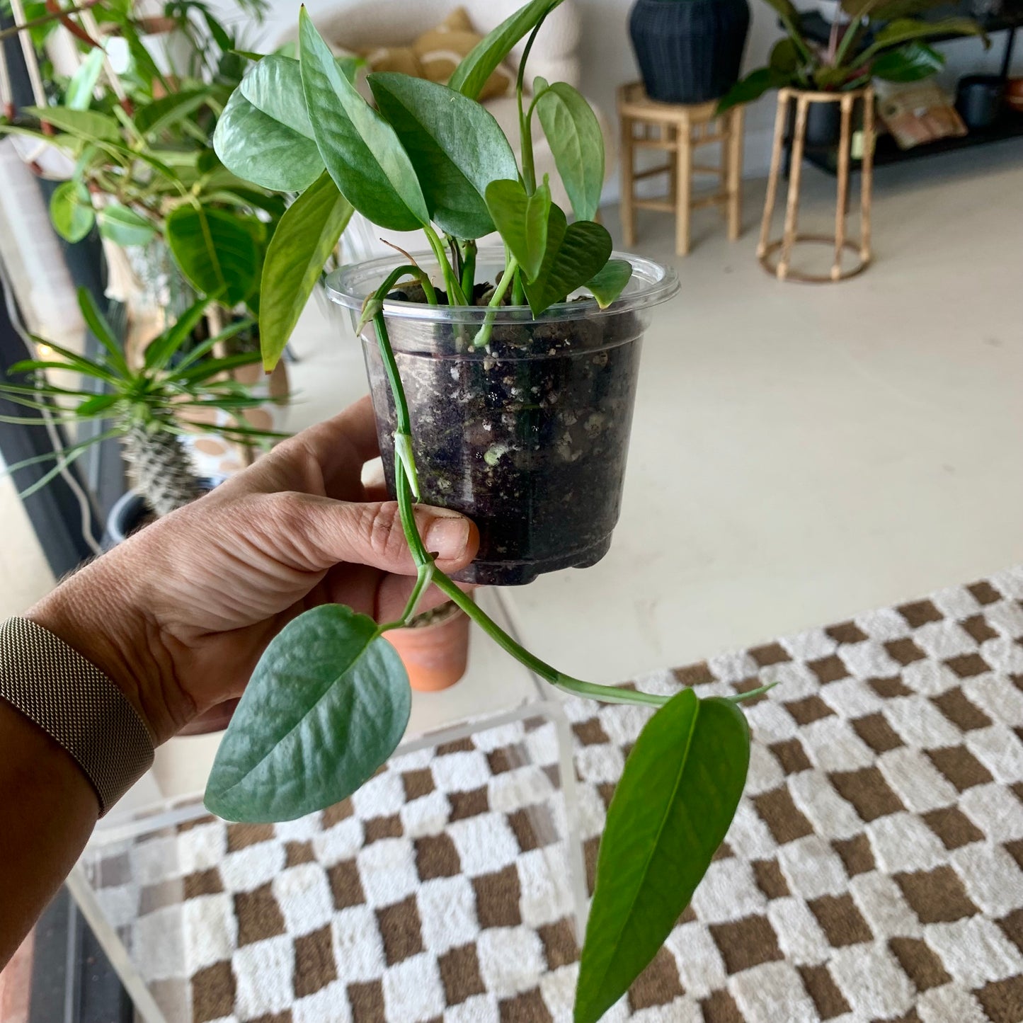 Cebu Blue Pothos