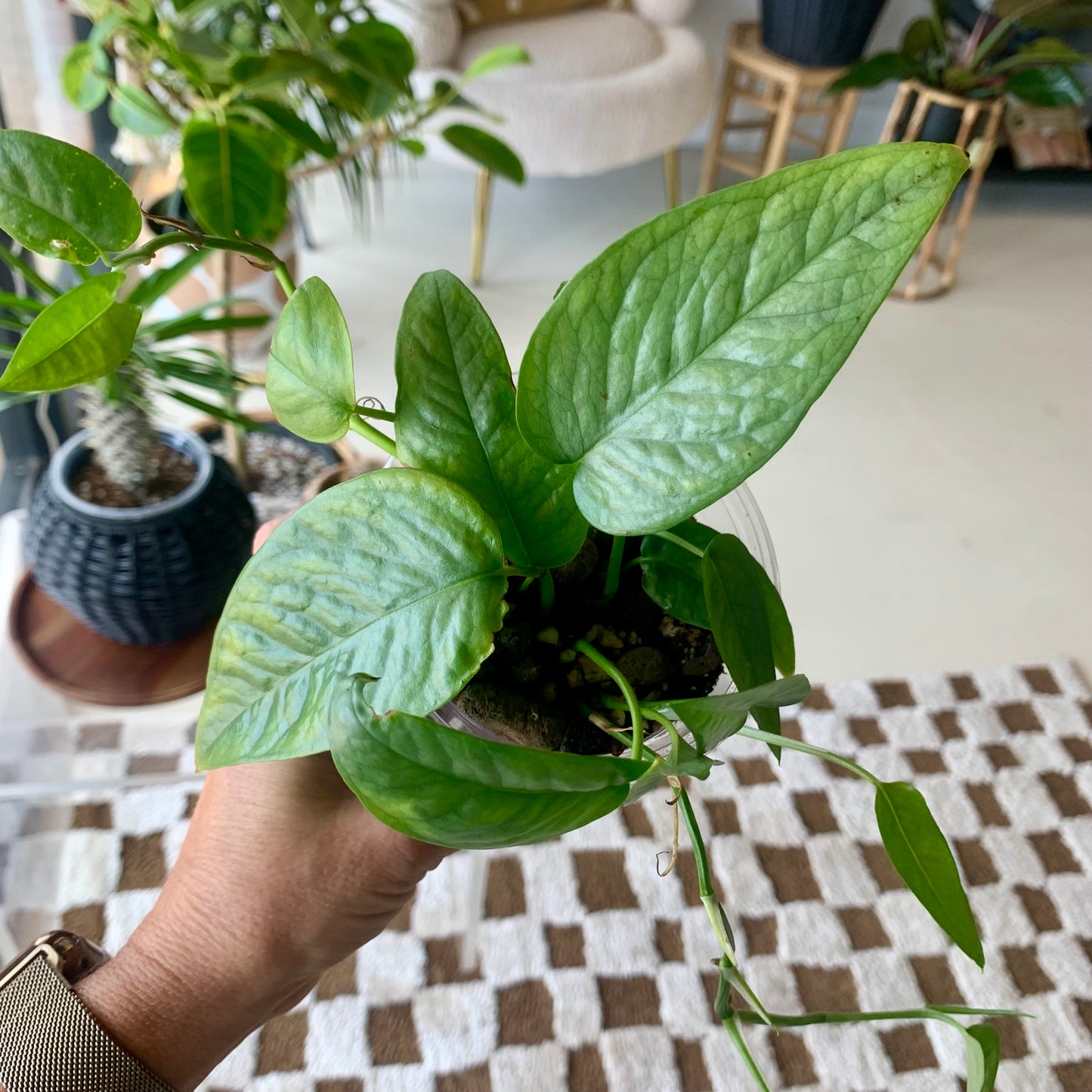 Cebu Blue Pothos