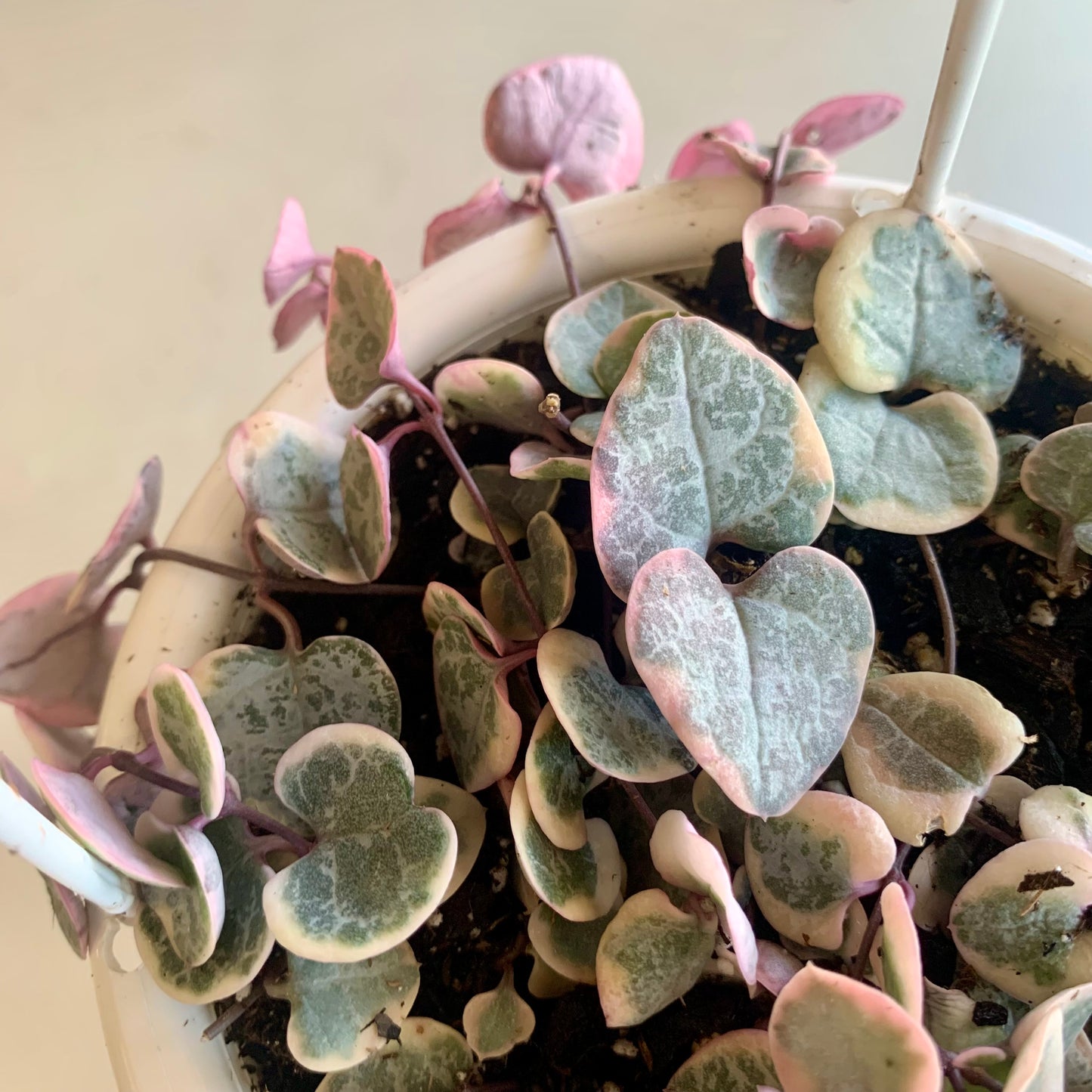 Variegated String of Hearts