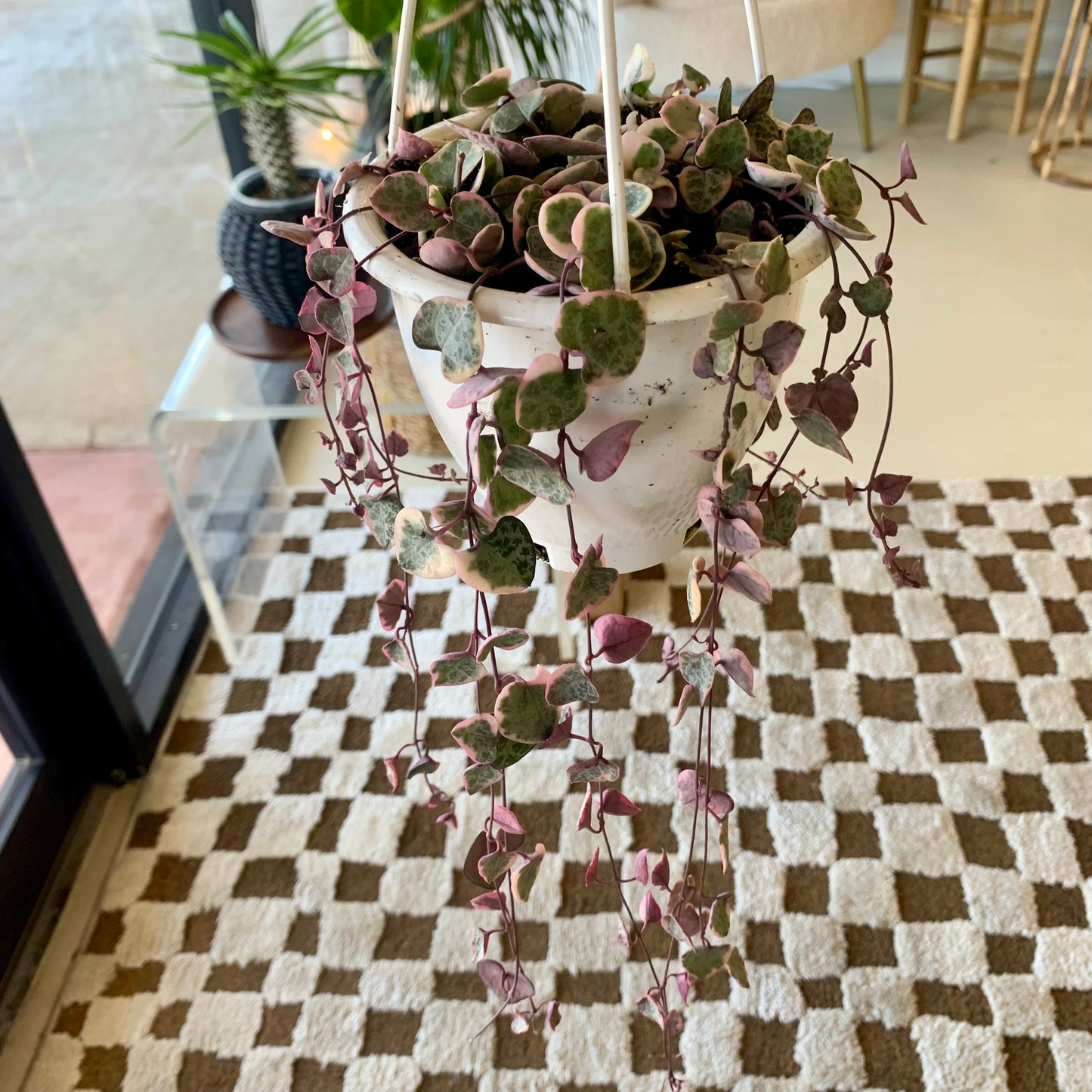 Variegated String of Hearts