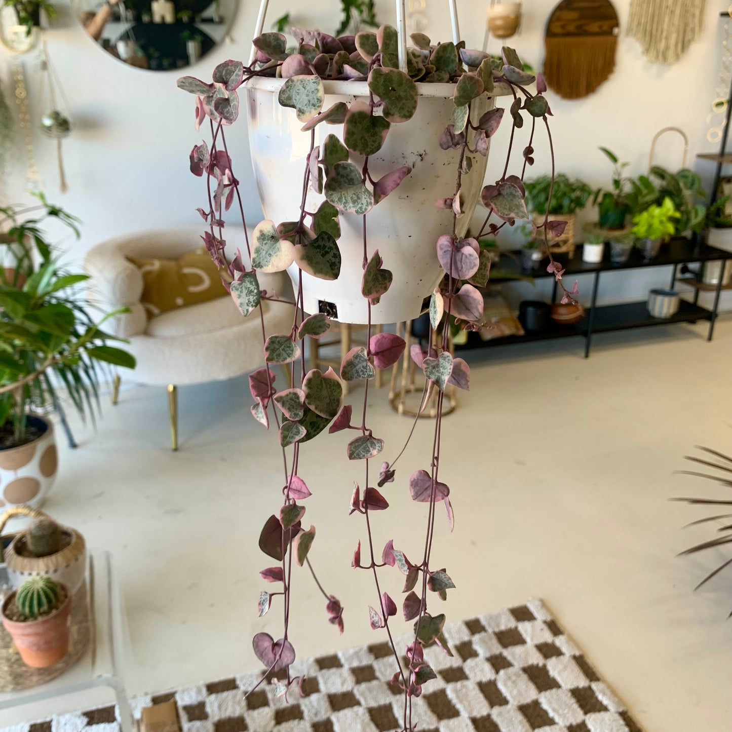 Variegated String of Hearts