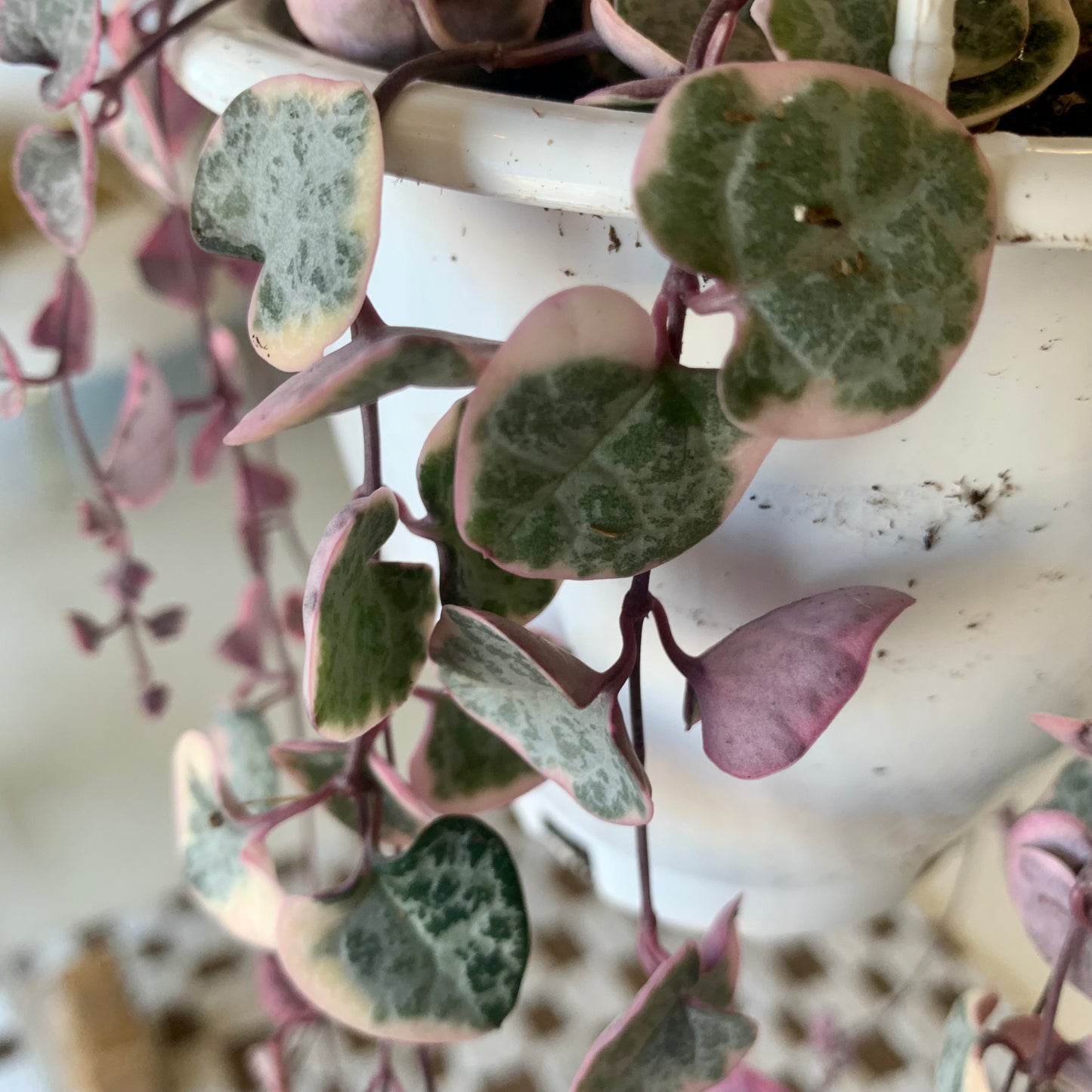 Variegated String of Hearts