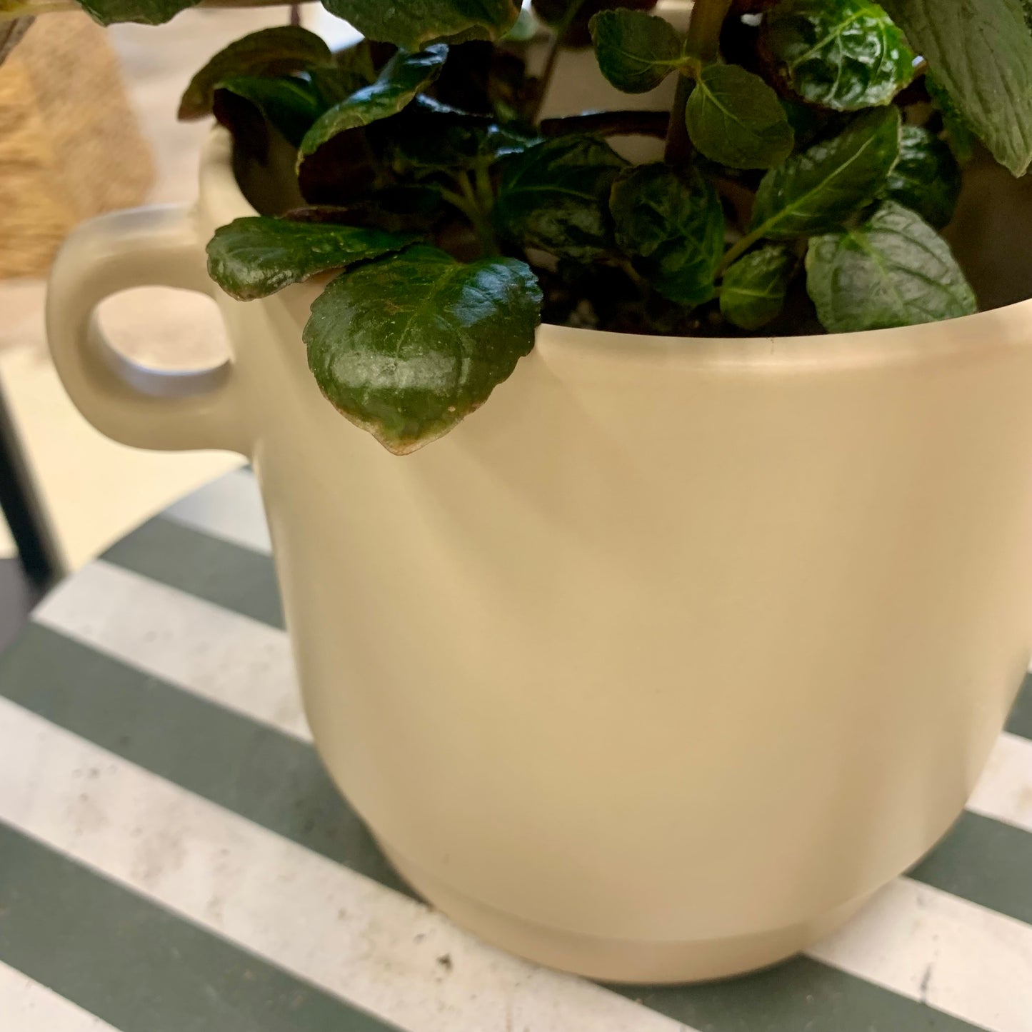 Simple Cream Colored Planter