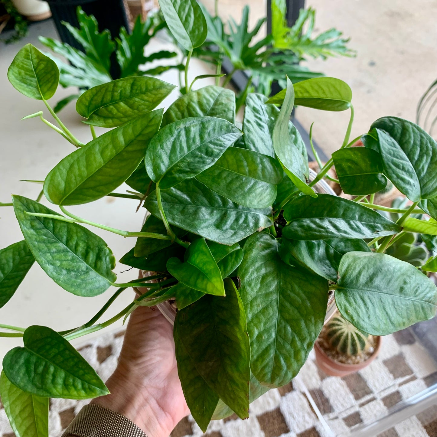 Cebu Blue Pothos