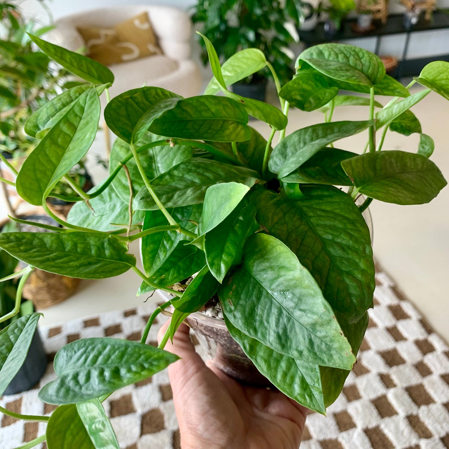 Cebu Blue Pothos