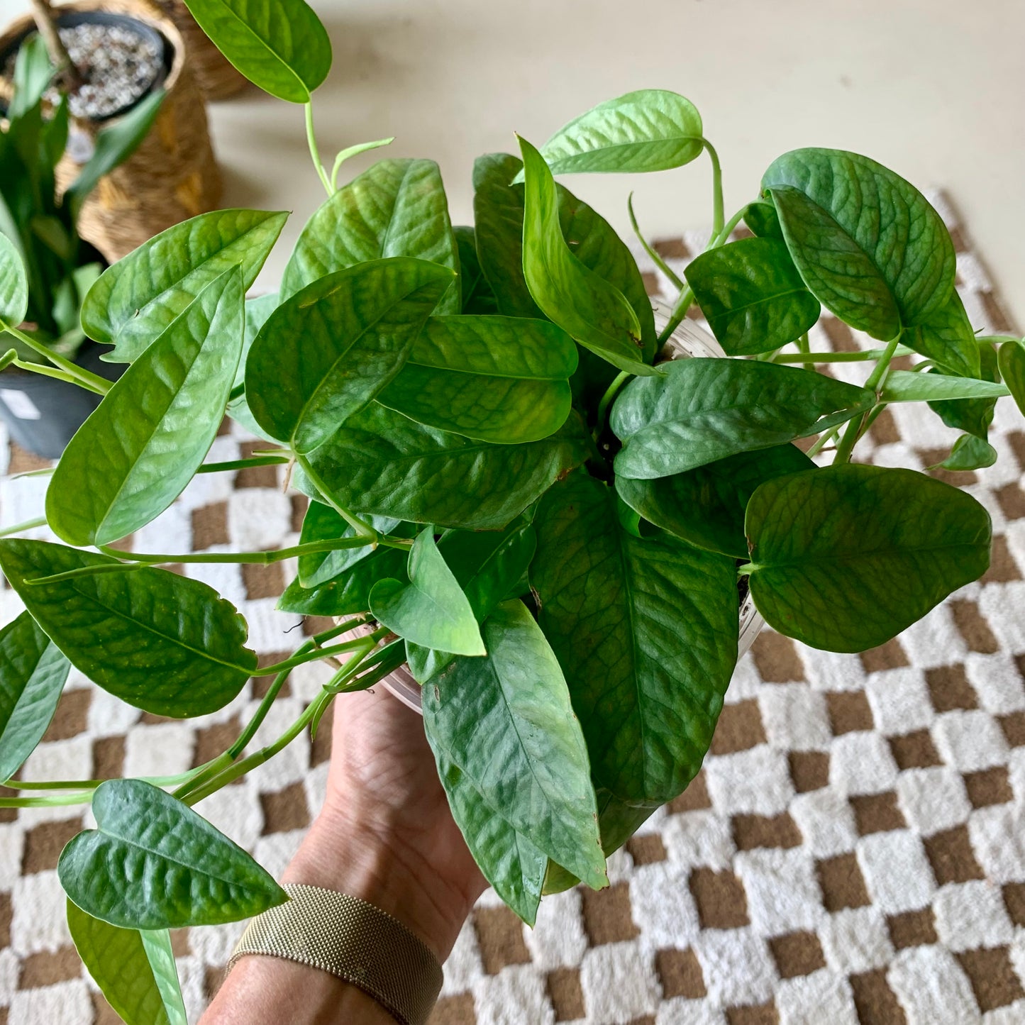 Cebu Blue Pothos