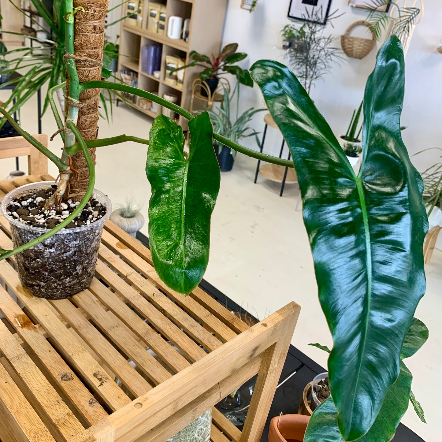 Paraiso Verde Philodendron