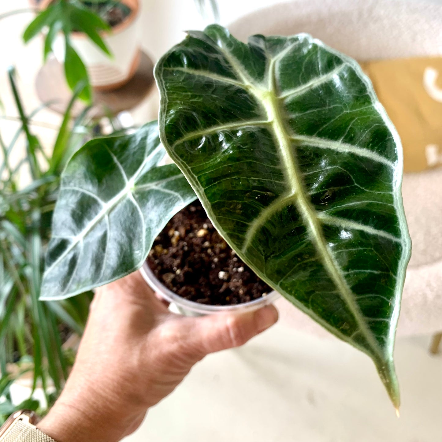 Polly Alocasia