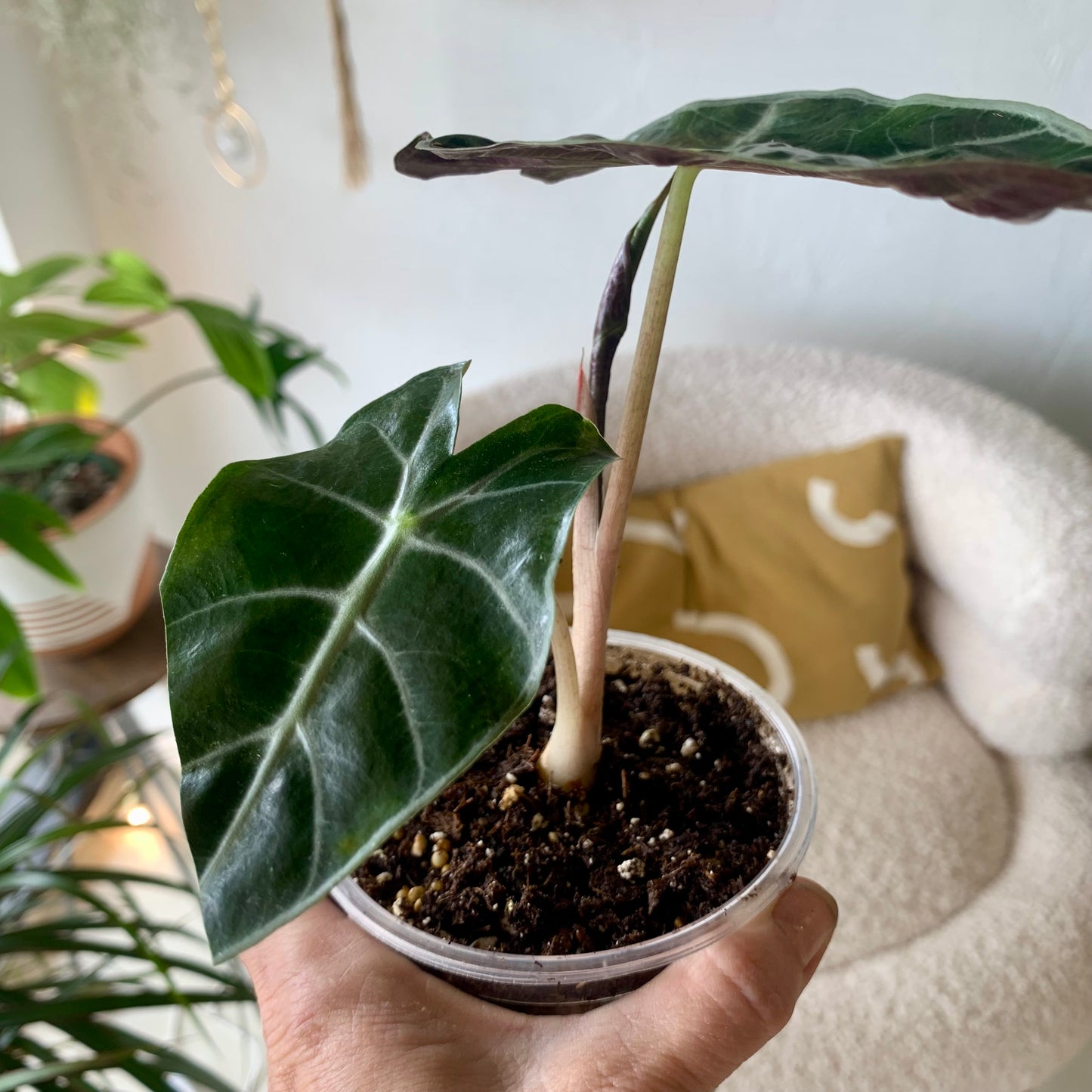 Polly Alocasia