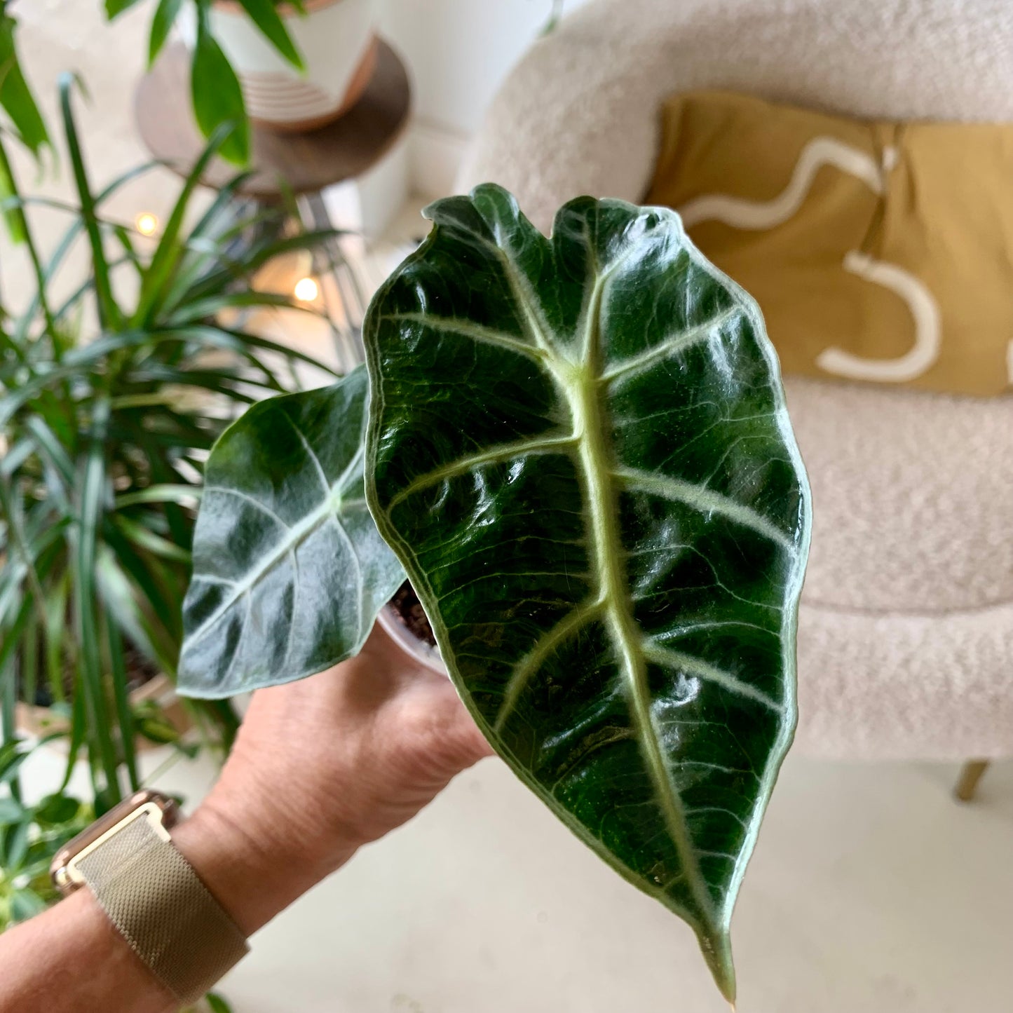Polly Alocasia