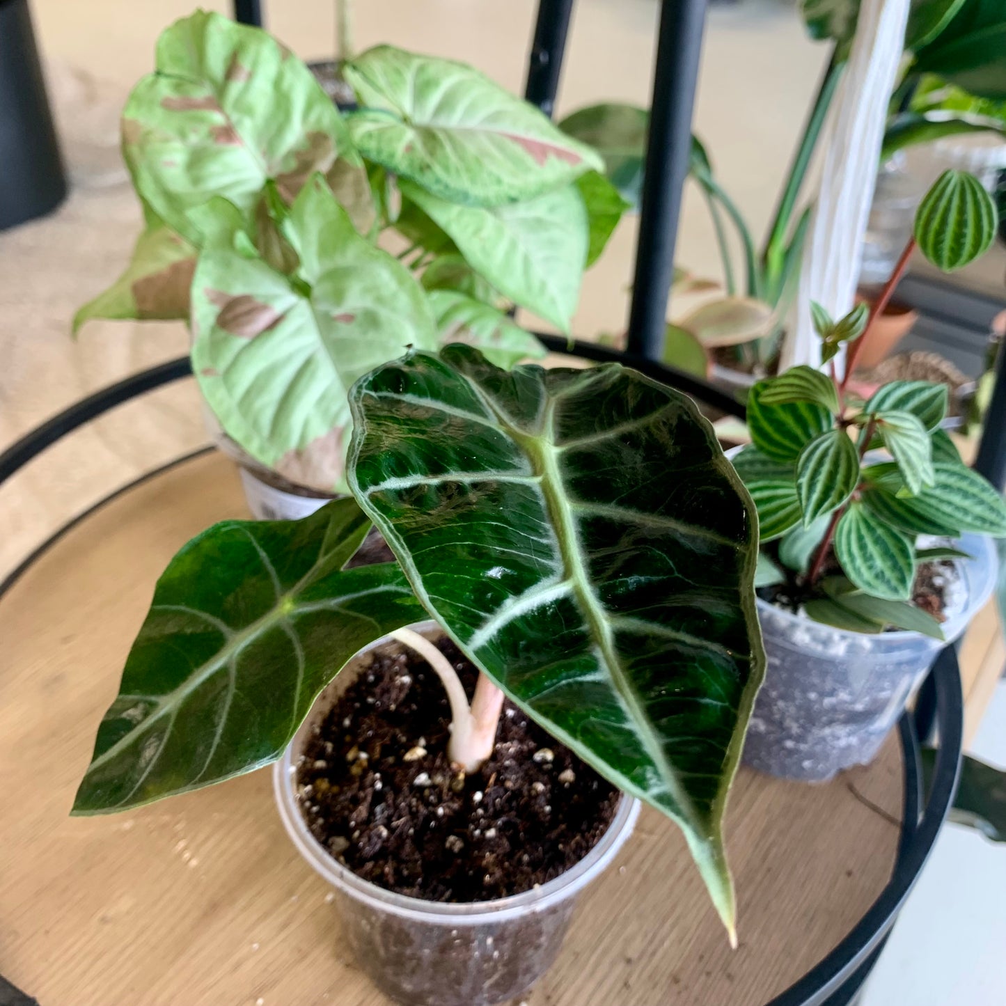 Polly Alocasia