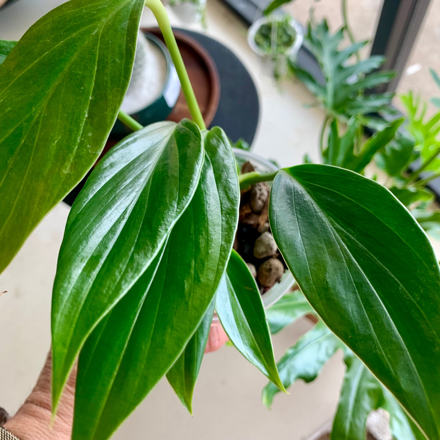Dragons Tail (Epipremnum Pinnatum)