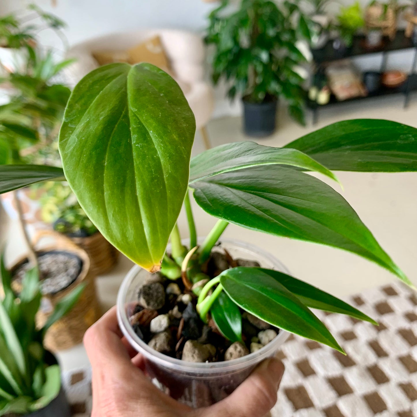 Dragons Tail (Epipremnum Pinnatum)