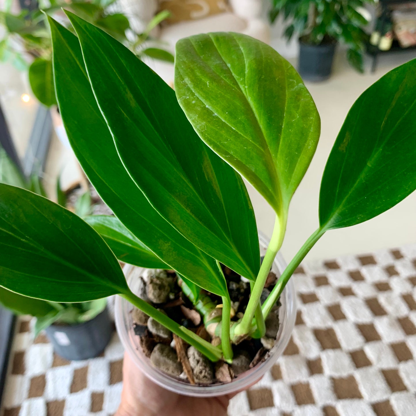 Dragons Tail (Epipremnum Pinnatum)