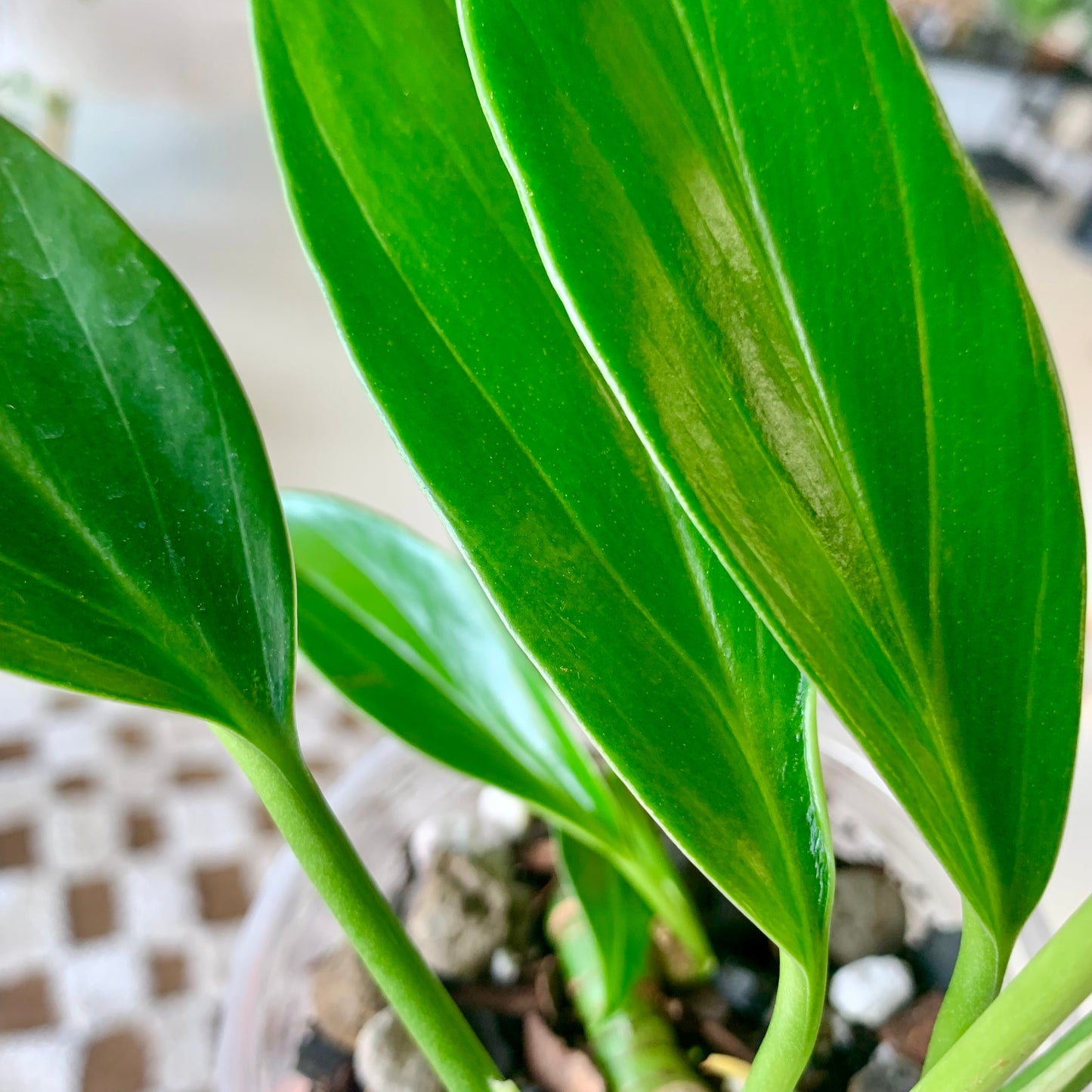 Dragons Tail (Epipremnum Pinnatum)