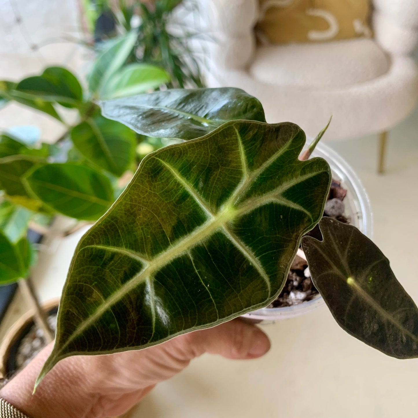 Polly Alocasia