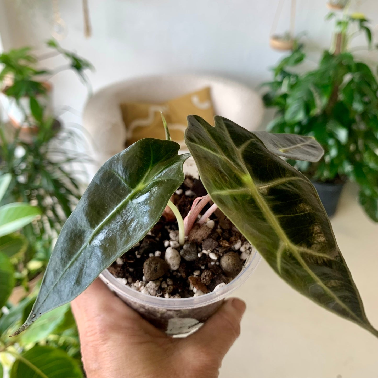Polly Alocasia