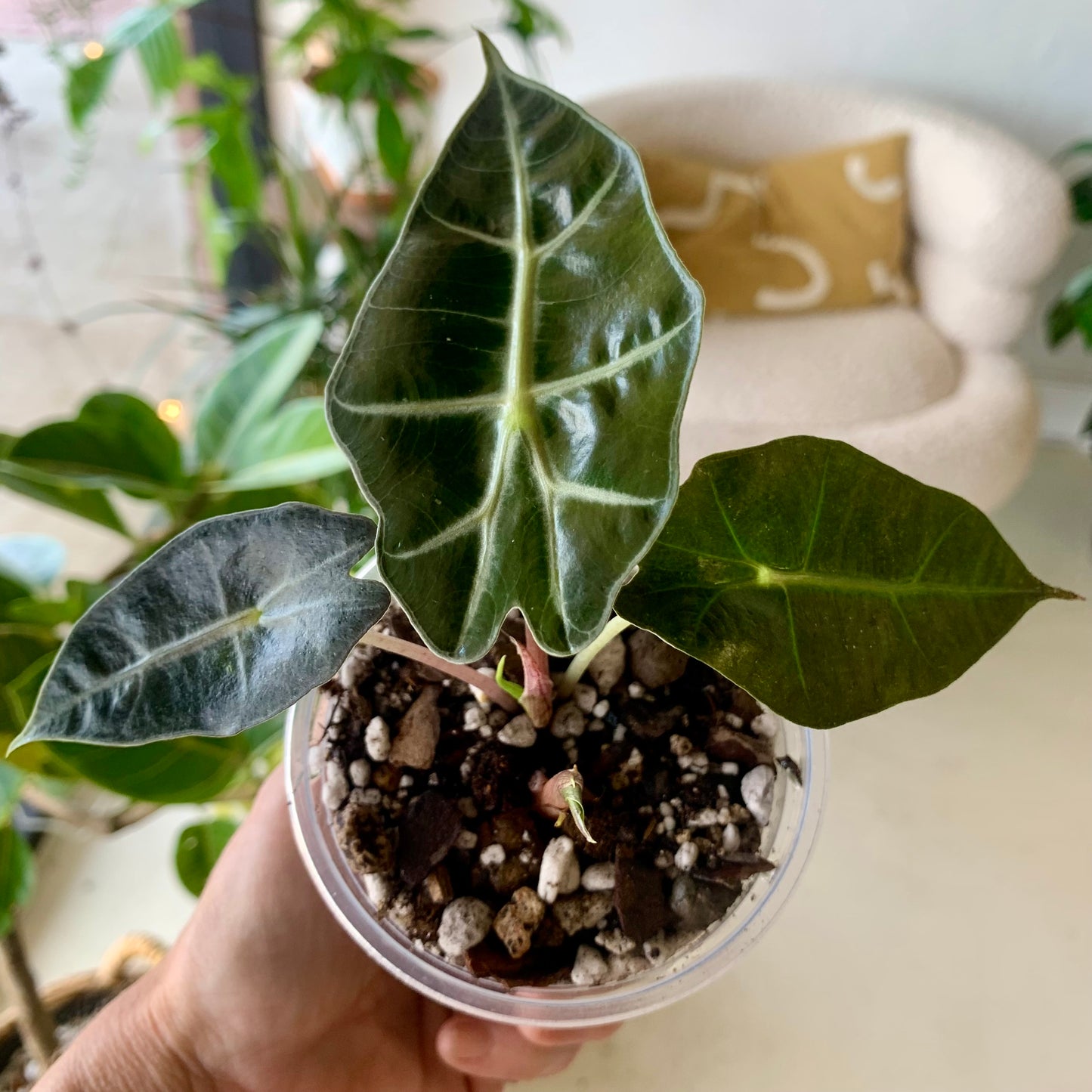 Polly Alocasia
