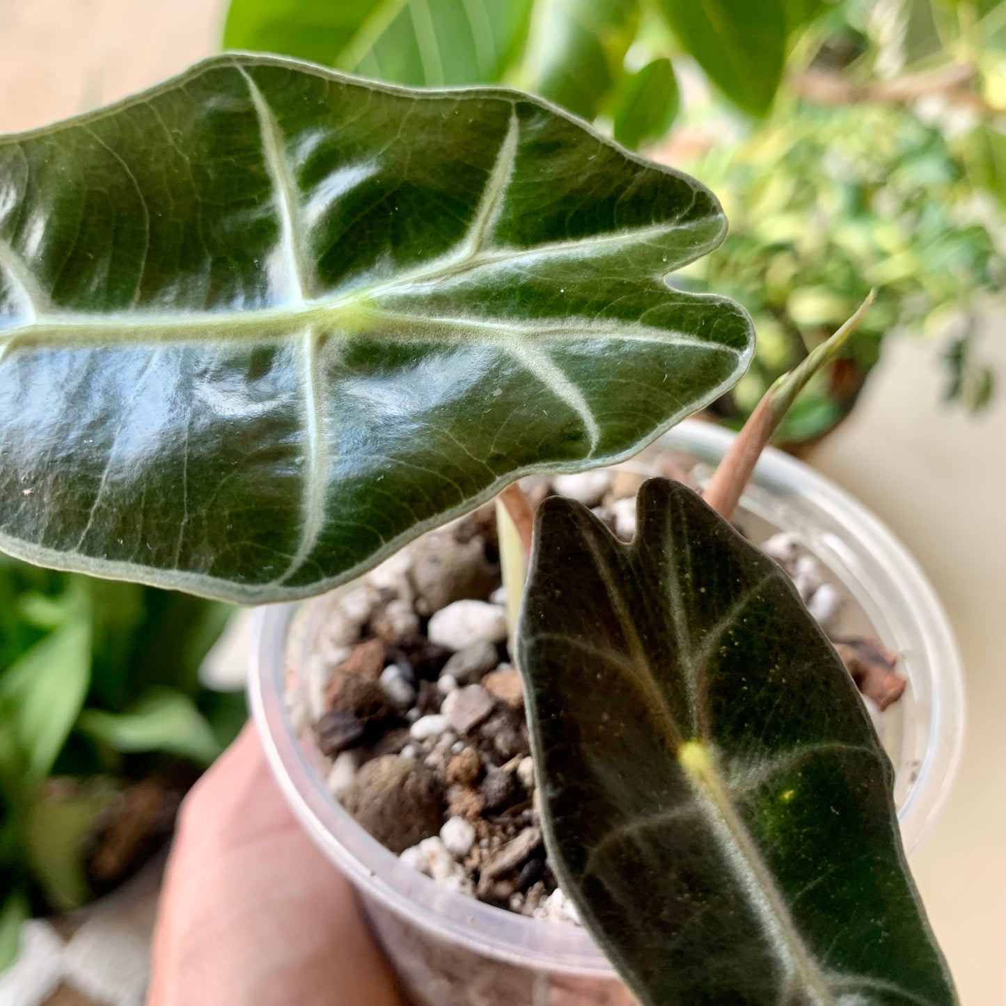 Polly Alocasia