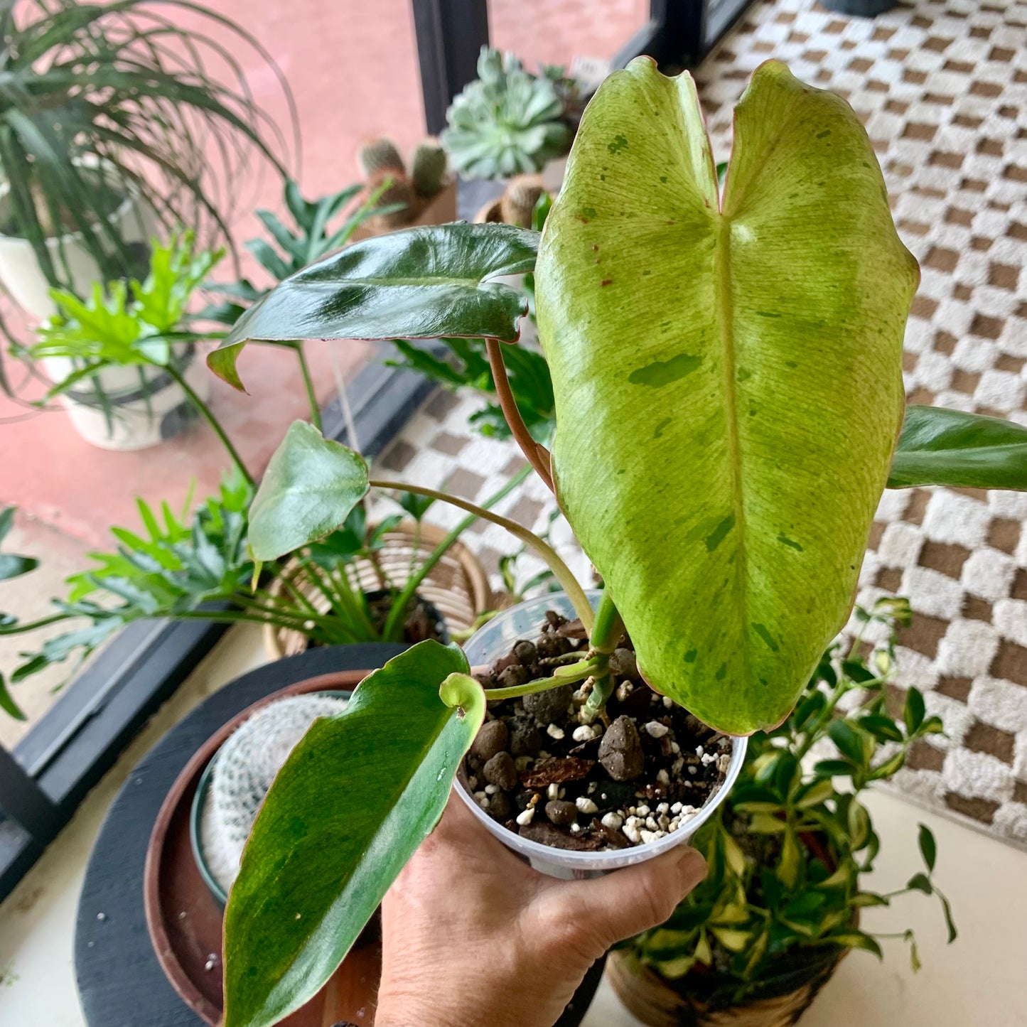 Paraiso Verde Philodendron