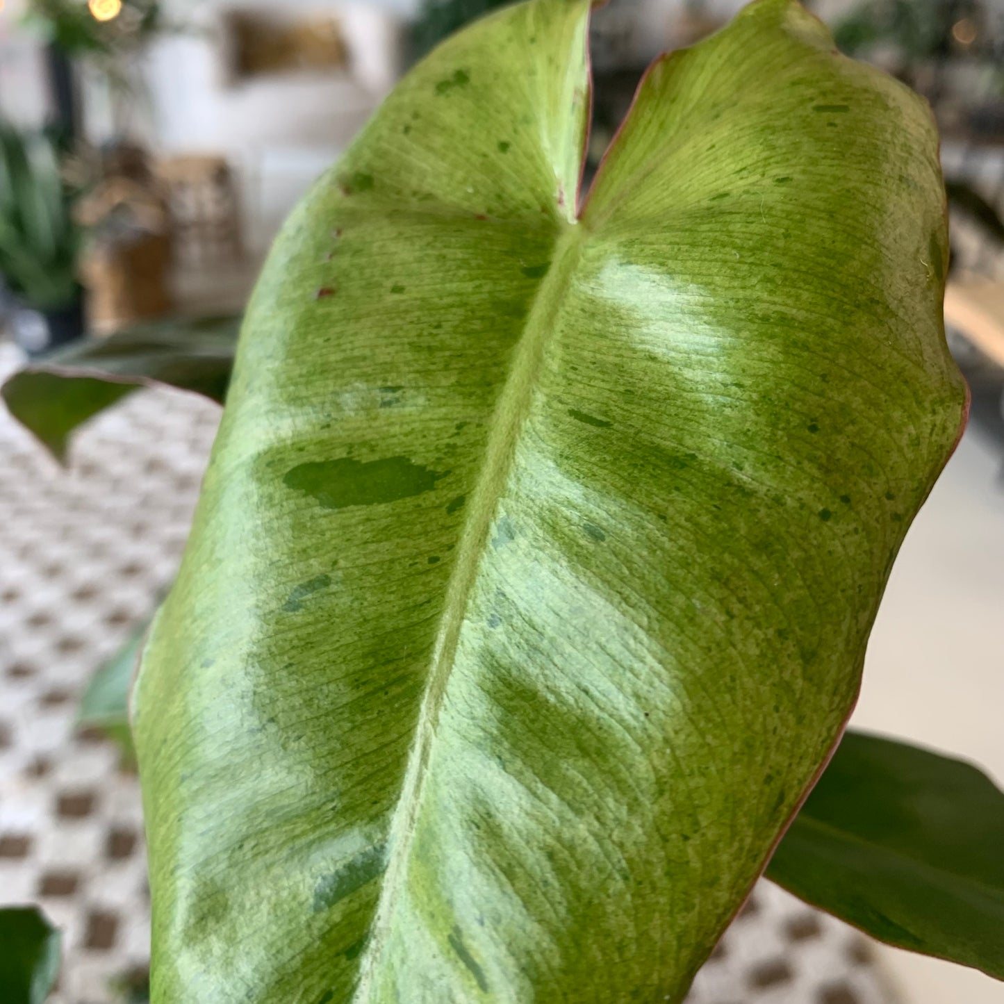 Paraiso Verde Philodendron