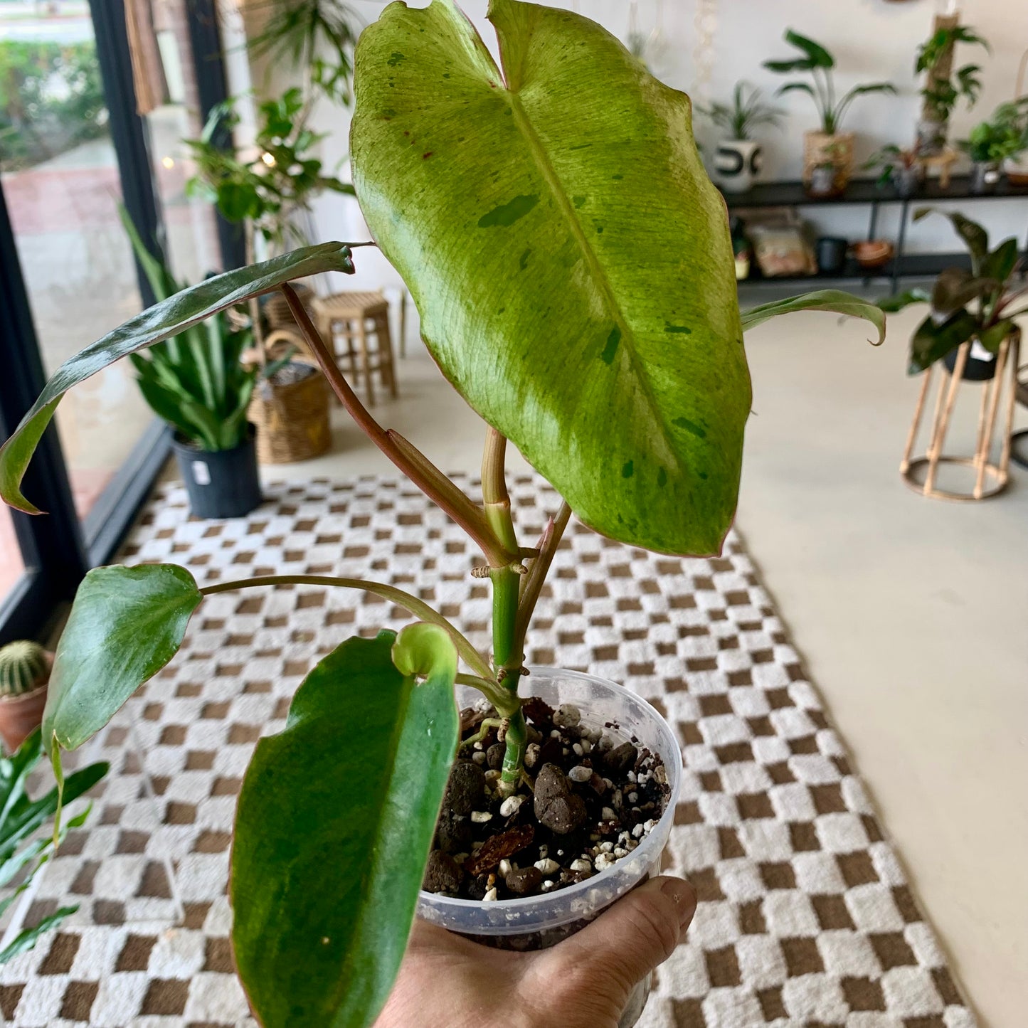 Paraiso Verde Philodendron