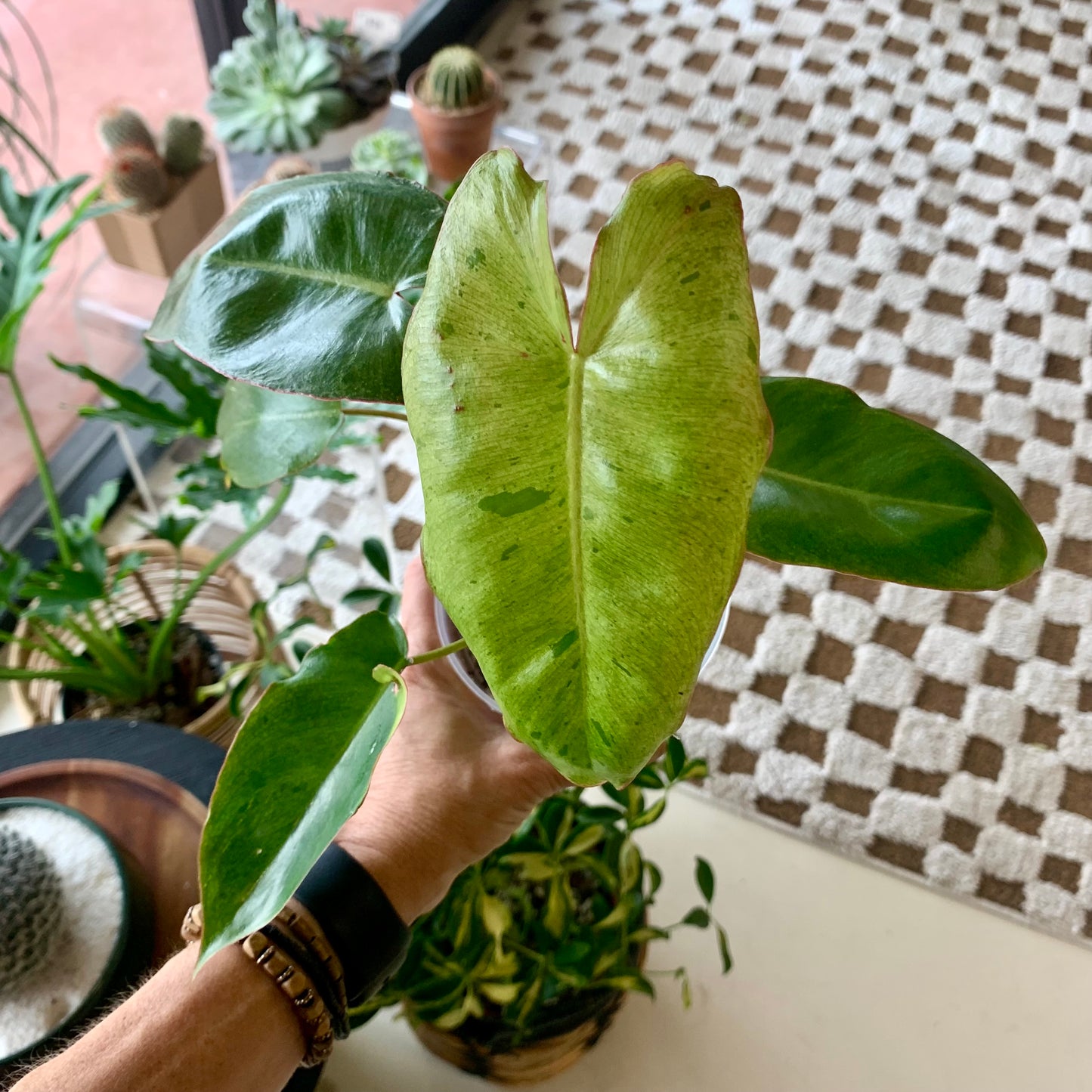 Paraiso Verde Philodendron