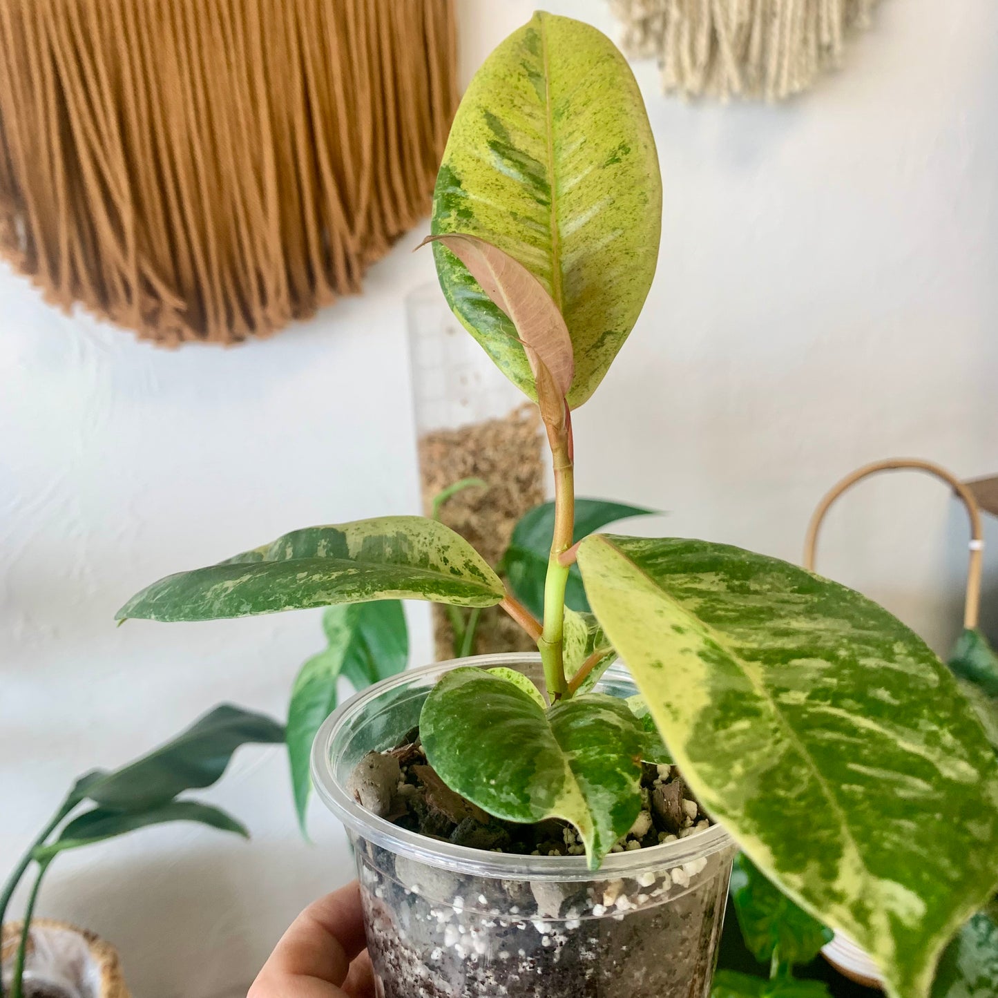 Ficus shivereana "Moonshine"