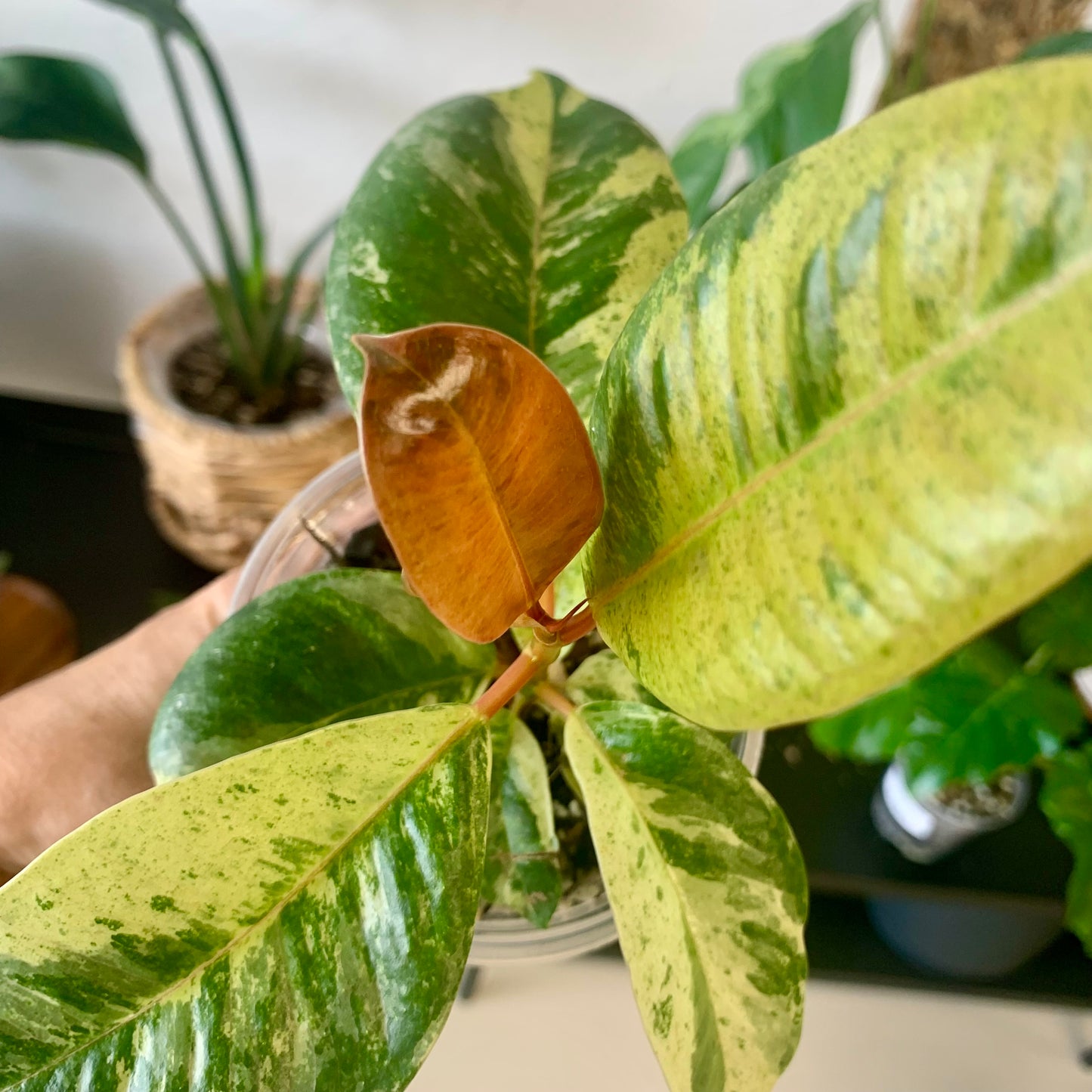 Ficus shivereana "Moonshine"