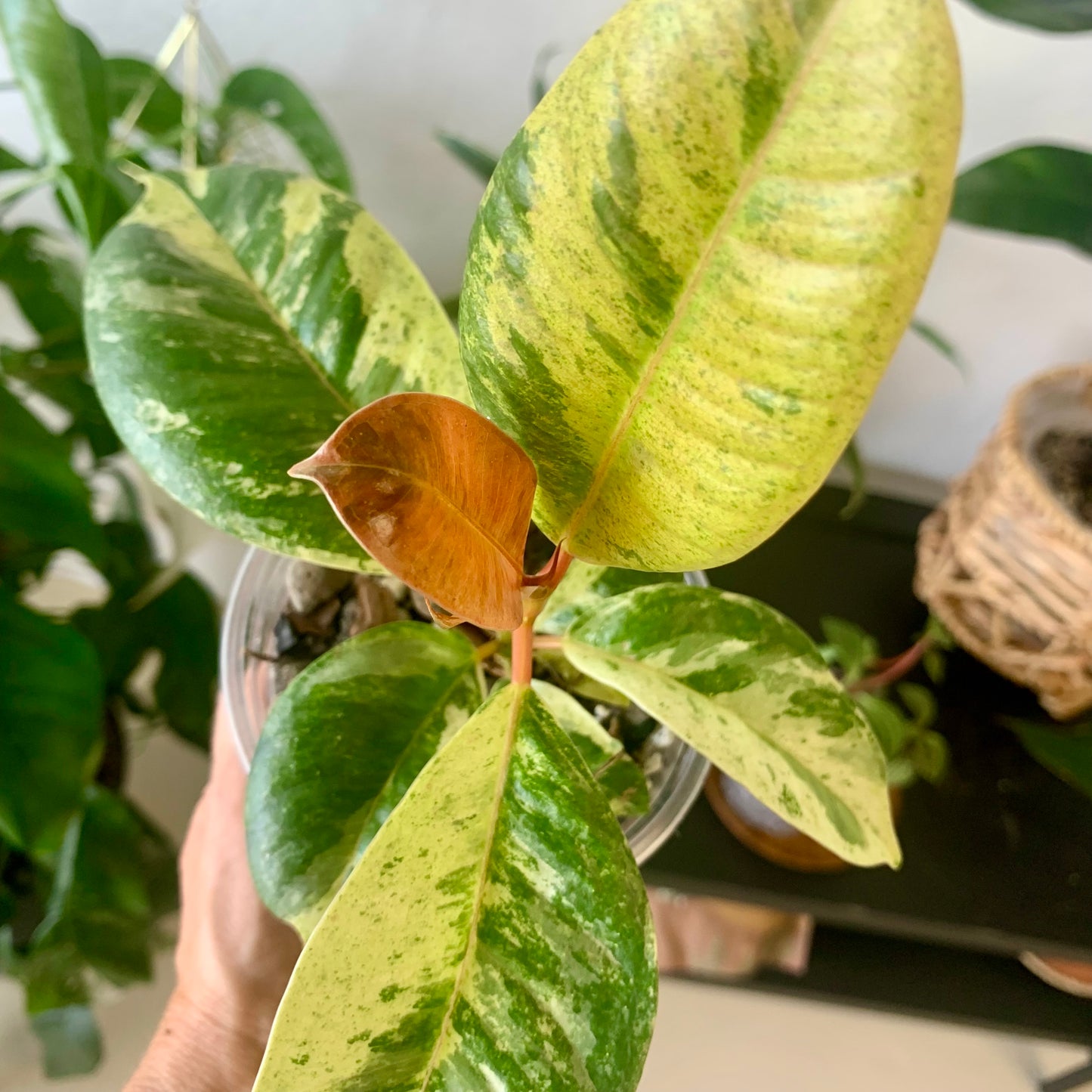Ficus shivereana "Moonshine"