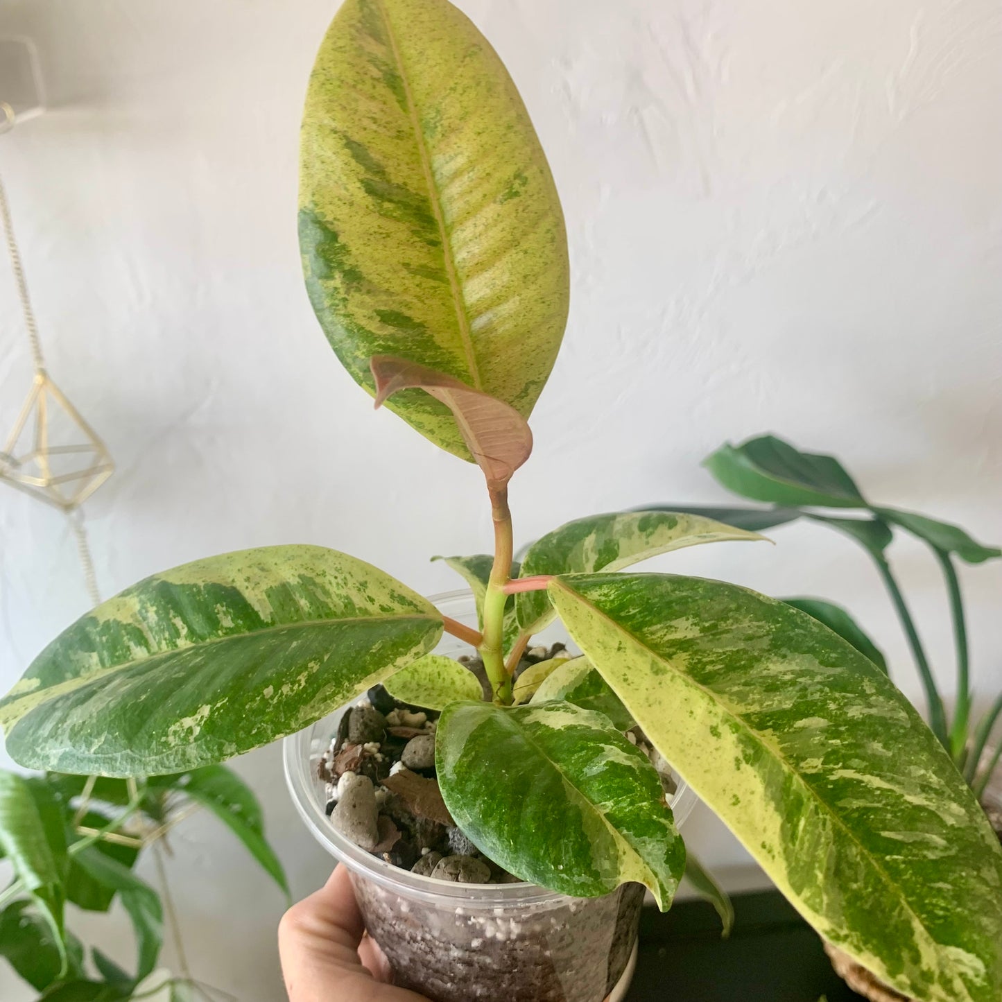 Ficus shivereana "Moonshine"