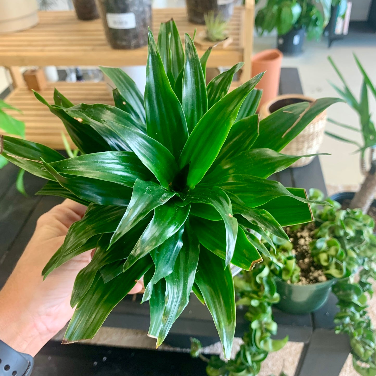 Dracaena "Janet Craig Compacta"