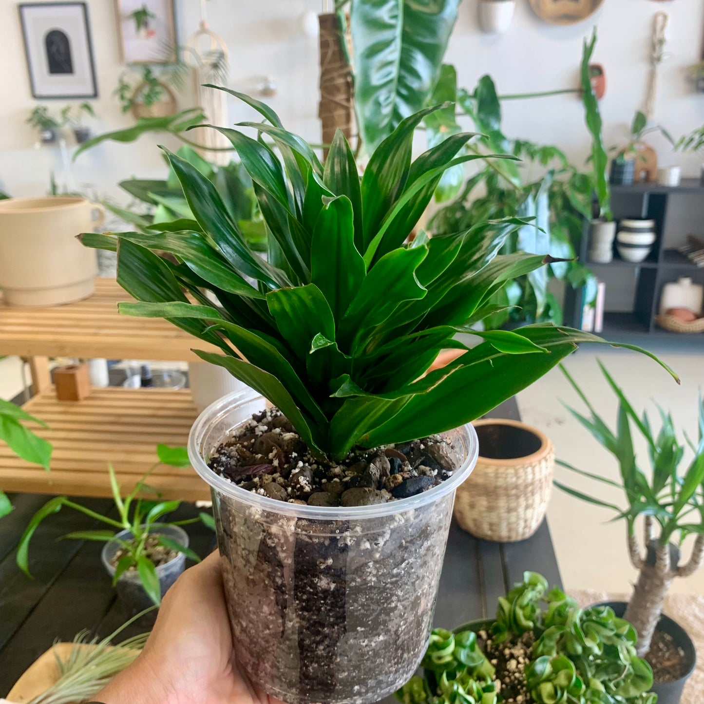 Dracaena "Janet Craig Compacta"