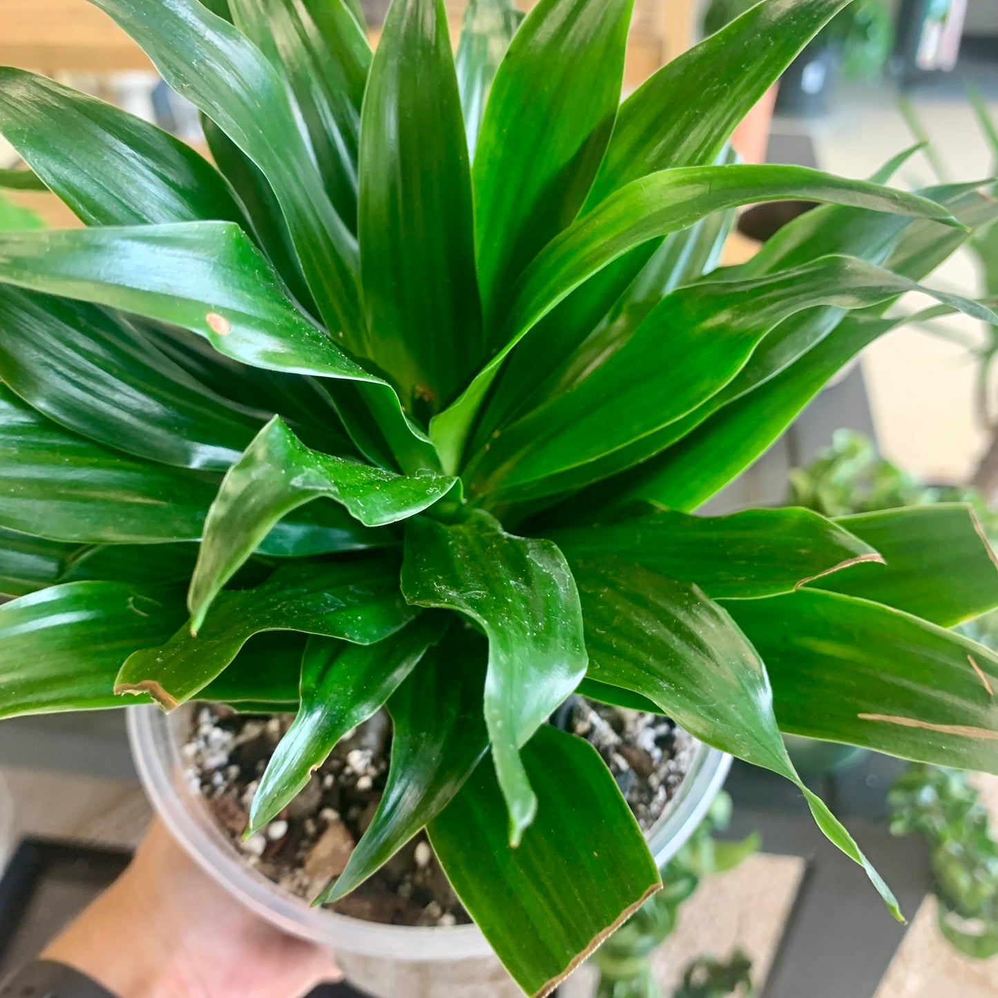 Dracaena "Janet Craig Compacta"