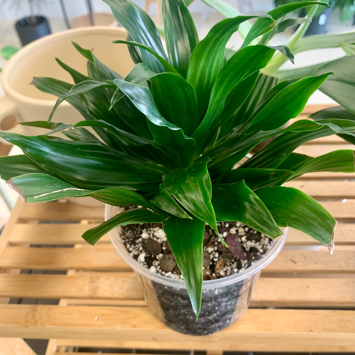 Dracaena "Janet Craig Compacta"