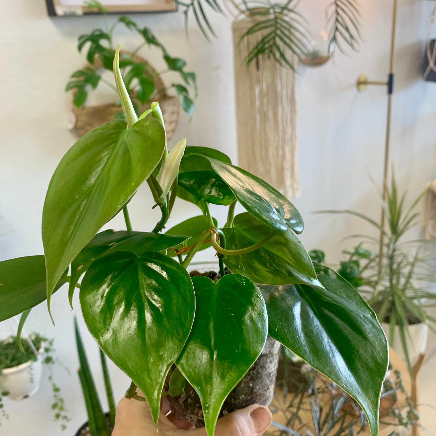 Heart Leaf Philodendron