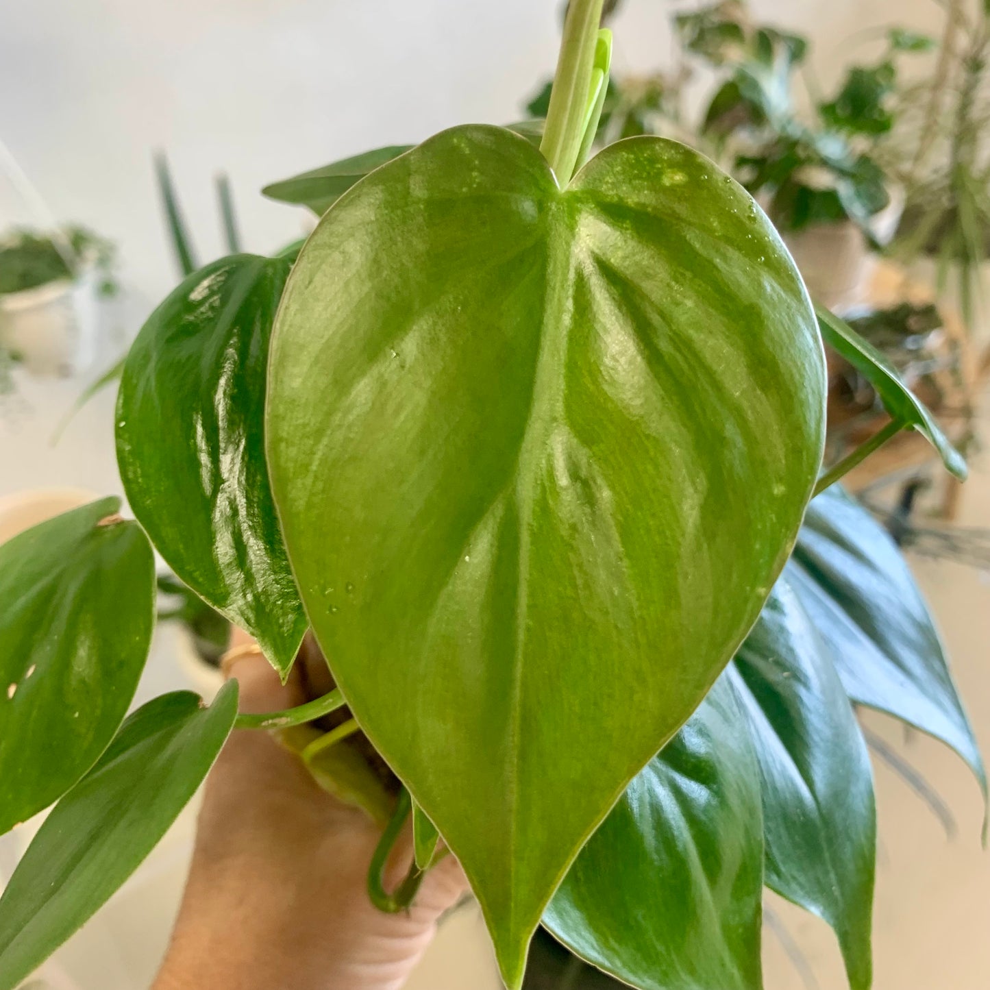 Heart Leaf Philodendron