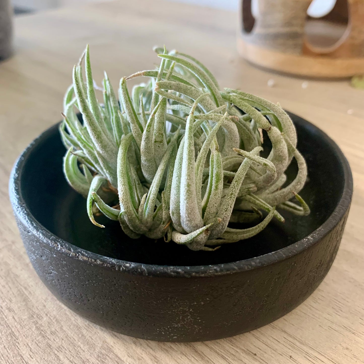 Wood Tray Air Plant Holder