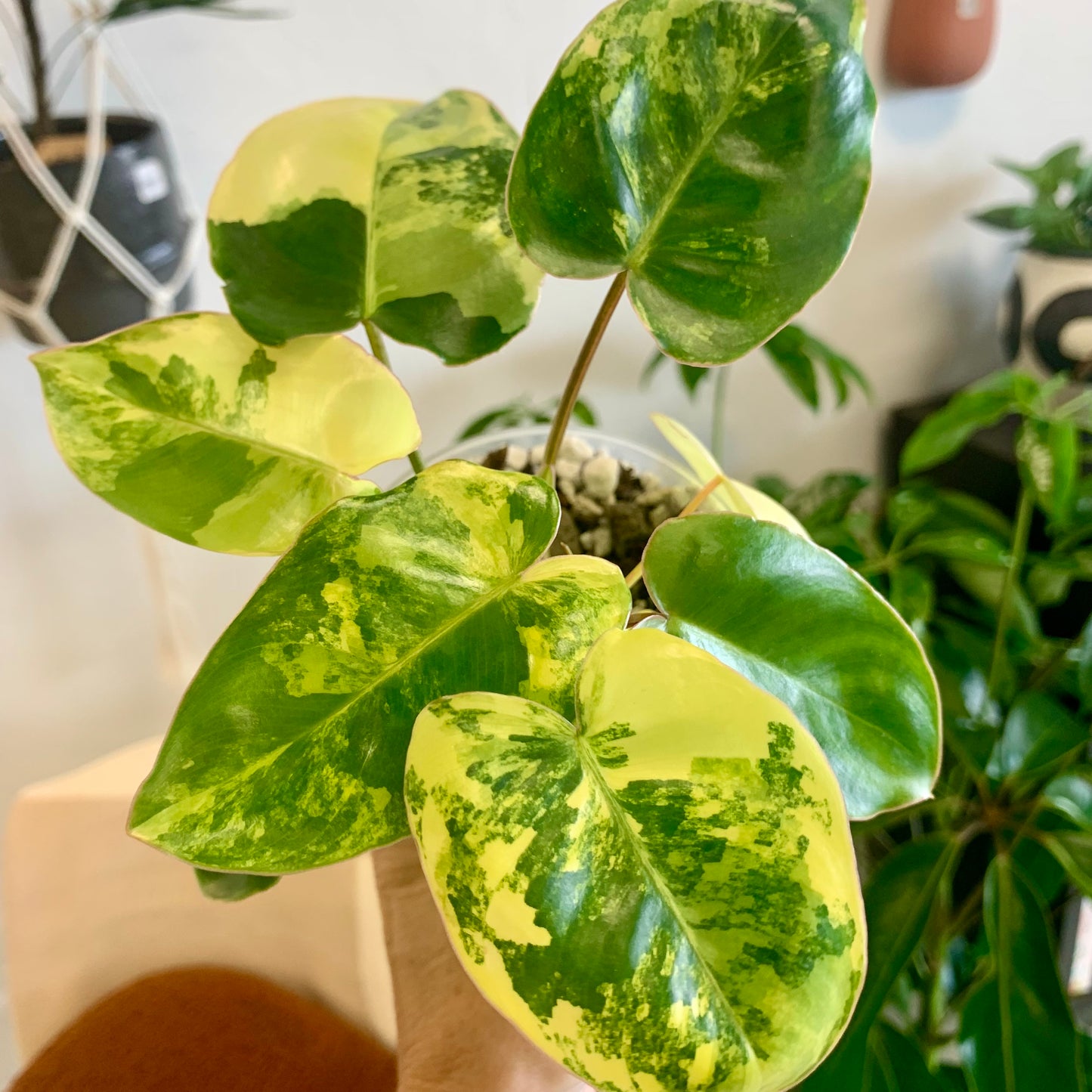 Variegated Burle Marx Philodendron