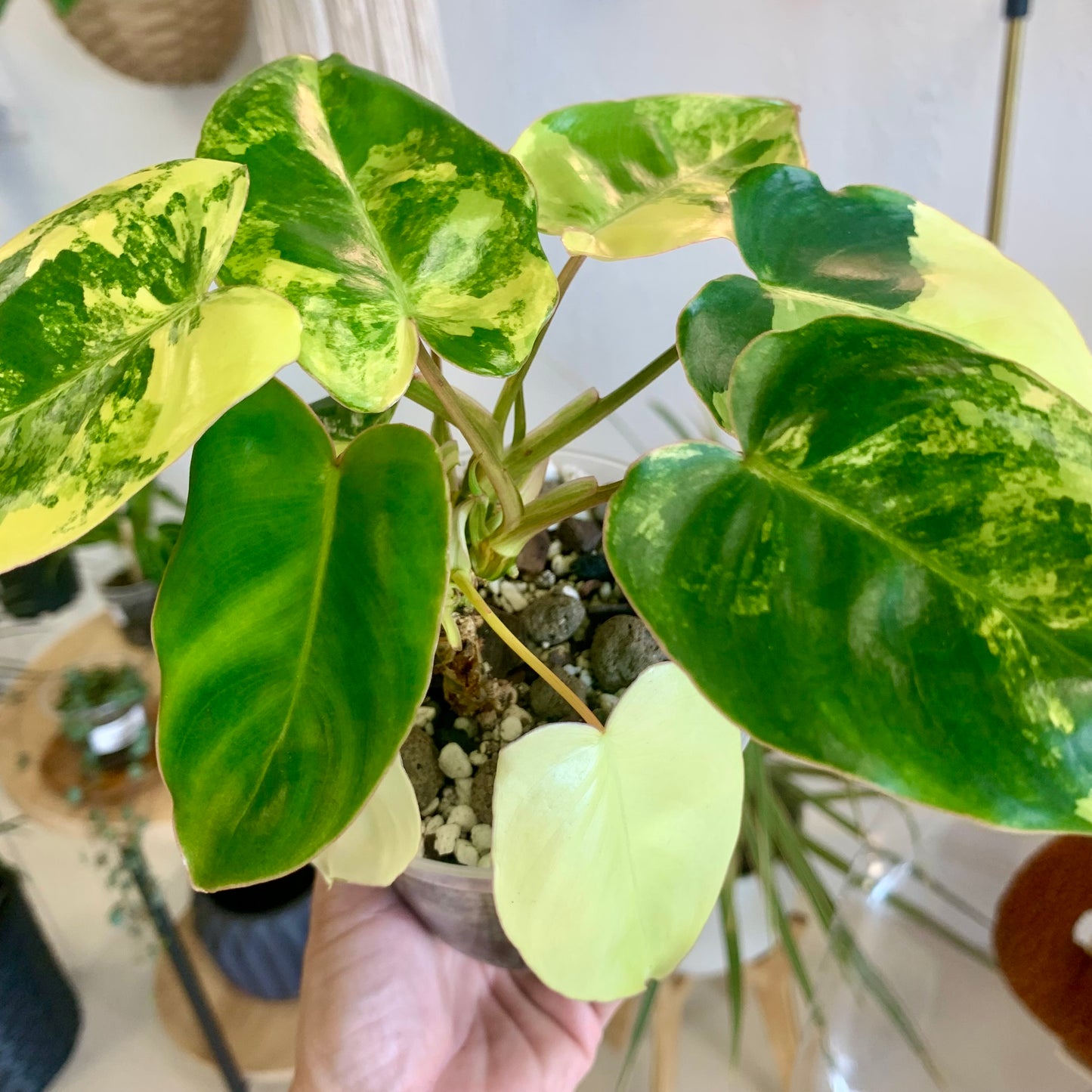 Variegated Burle Marx Philodendron