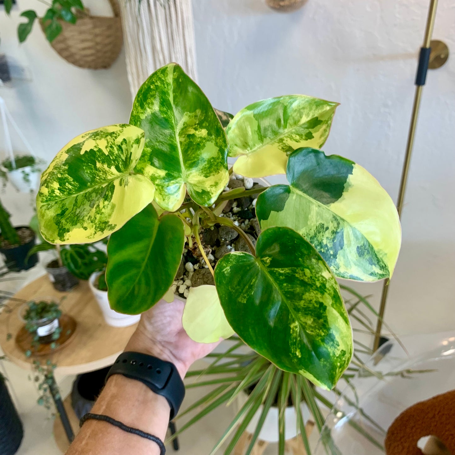 Variegated Burle Marx Philodendron