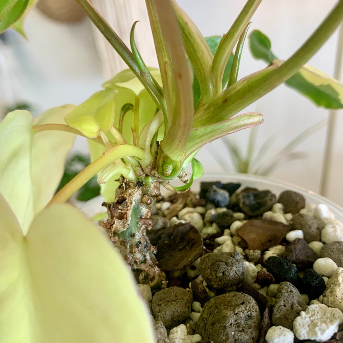 Variegated Burle Marx Philodendron