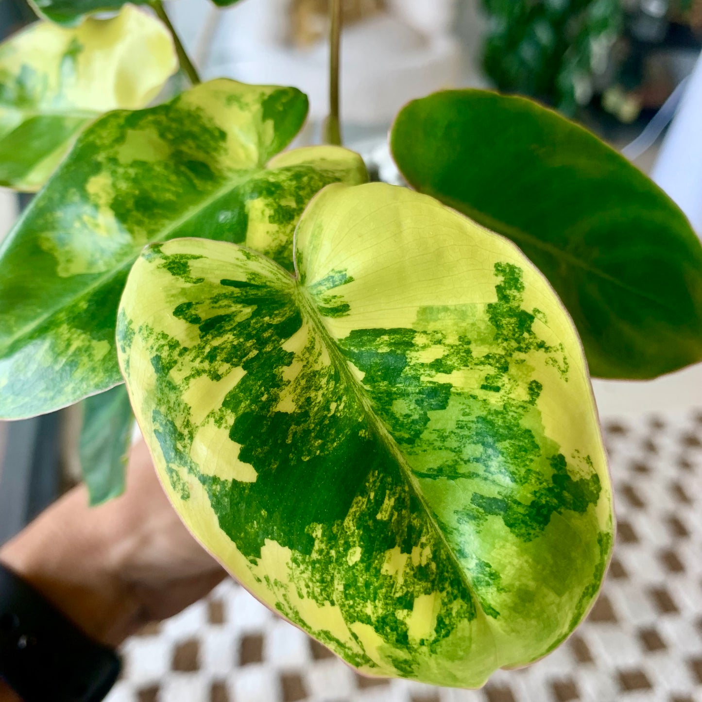 Variegated Burle Marx Philodendron