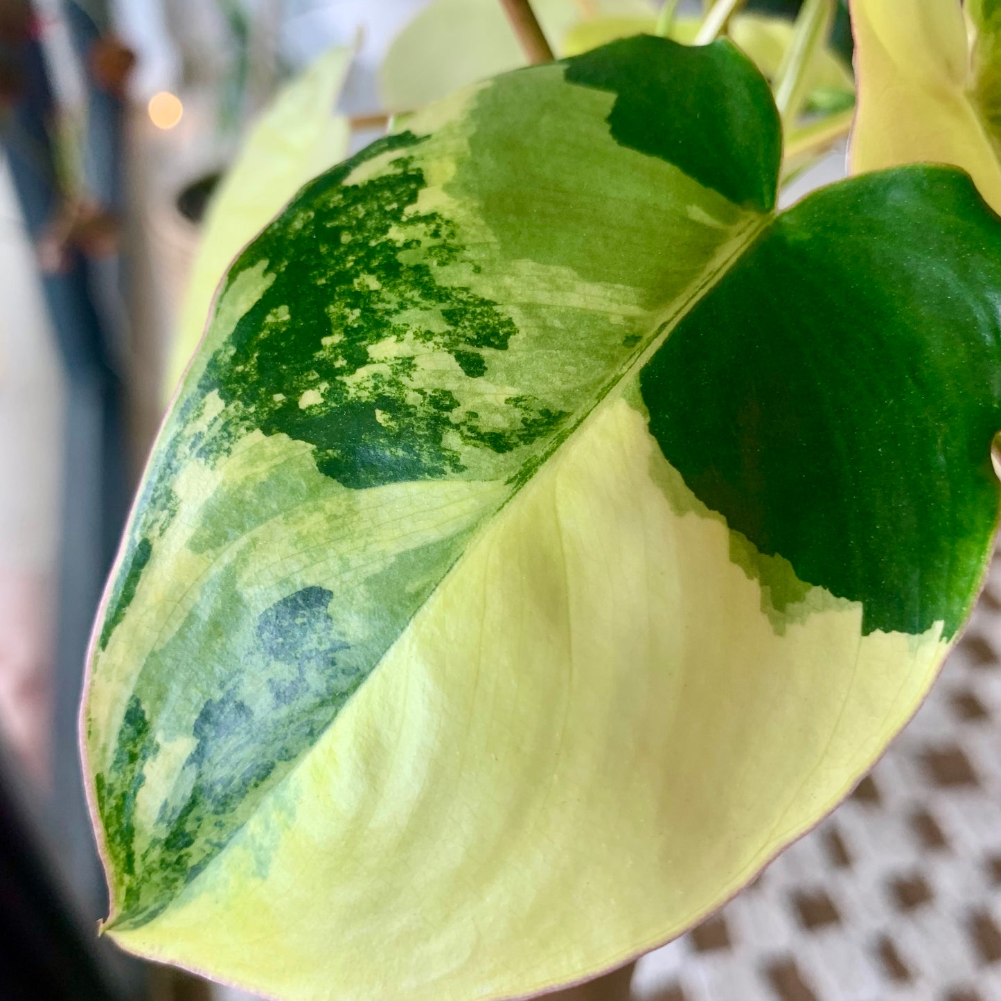Variegated Burle Marx Philodendron