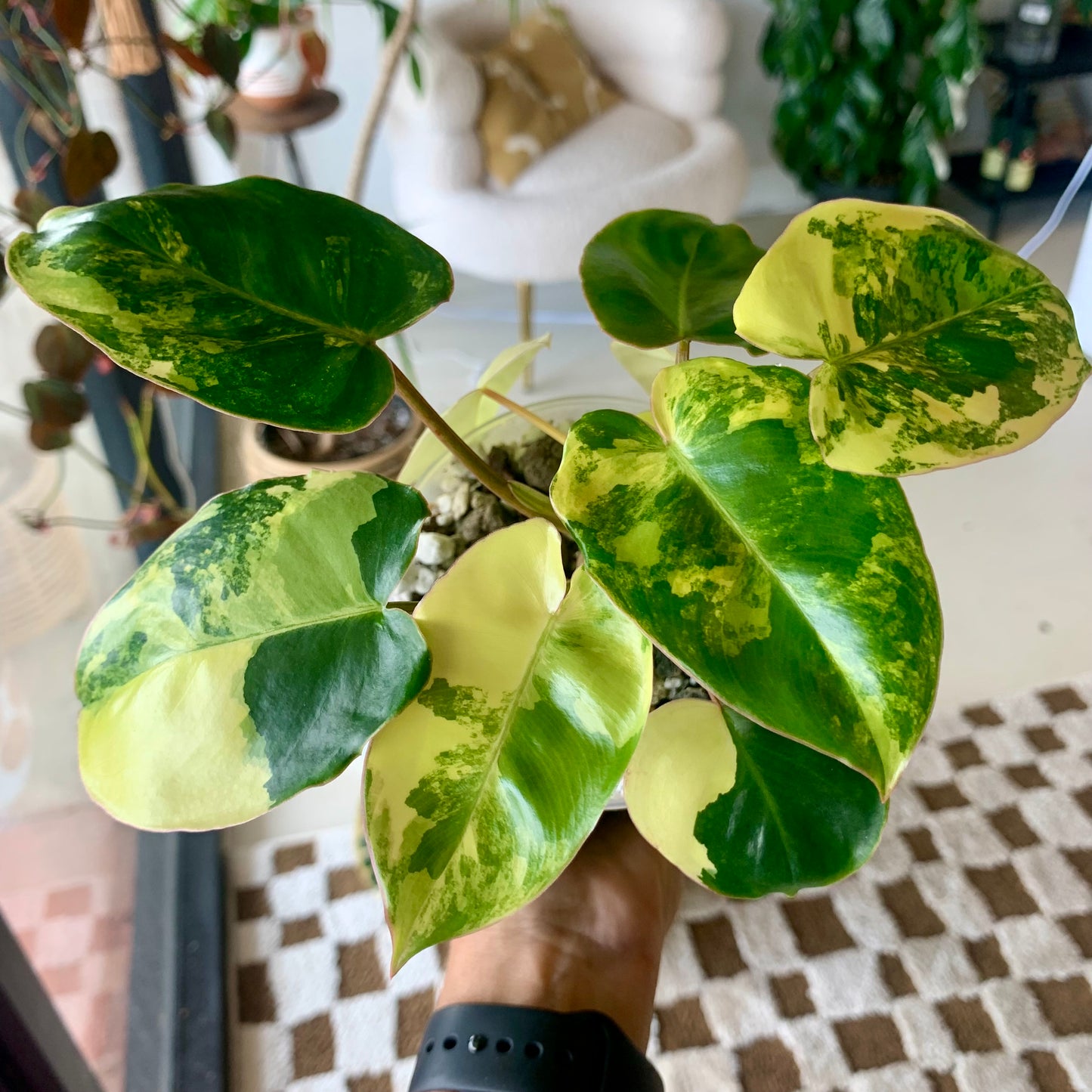 Variegated Burle Marx Philodendron