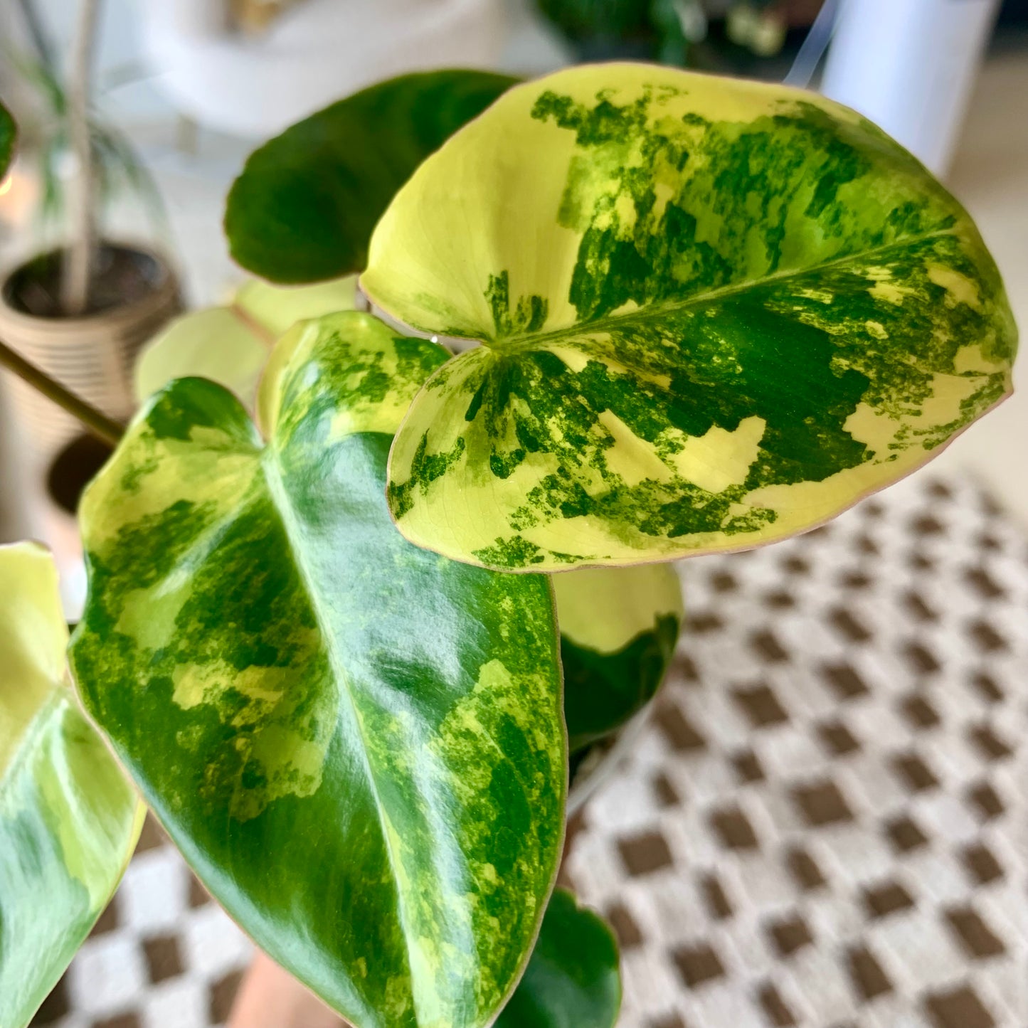 Variegated Burle Marx Philodendron